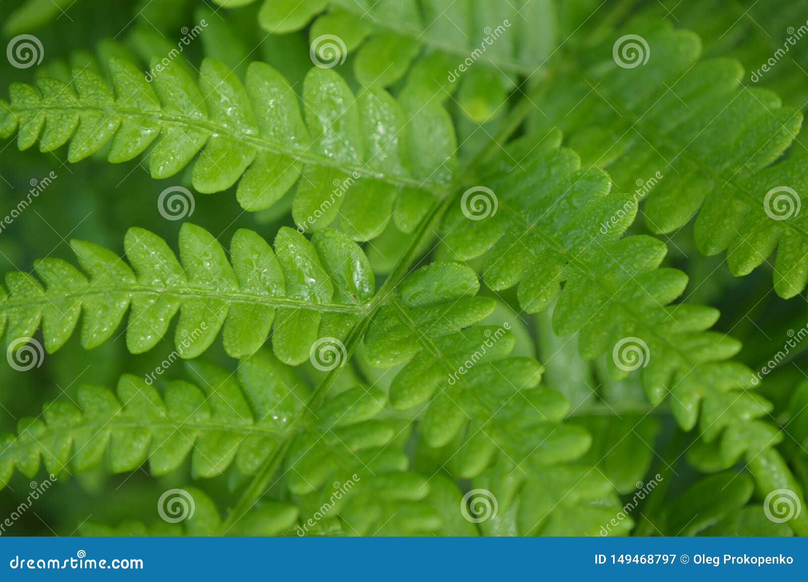 Macro Shooting of Plants and Flowers in the Forest Stock Image Image