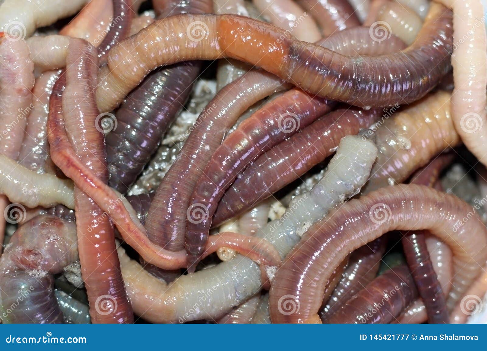 Fishing Live Bait Red Worm Dendrobena Stock Photo - Download Image