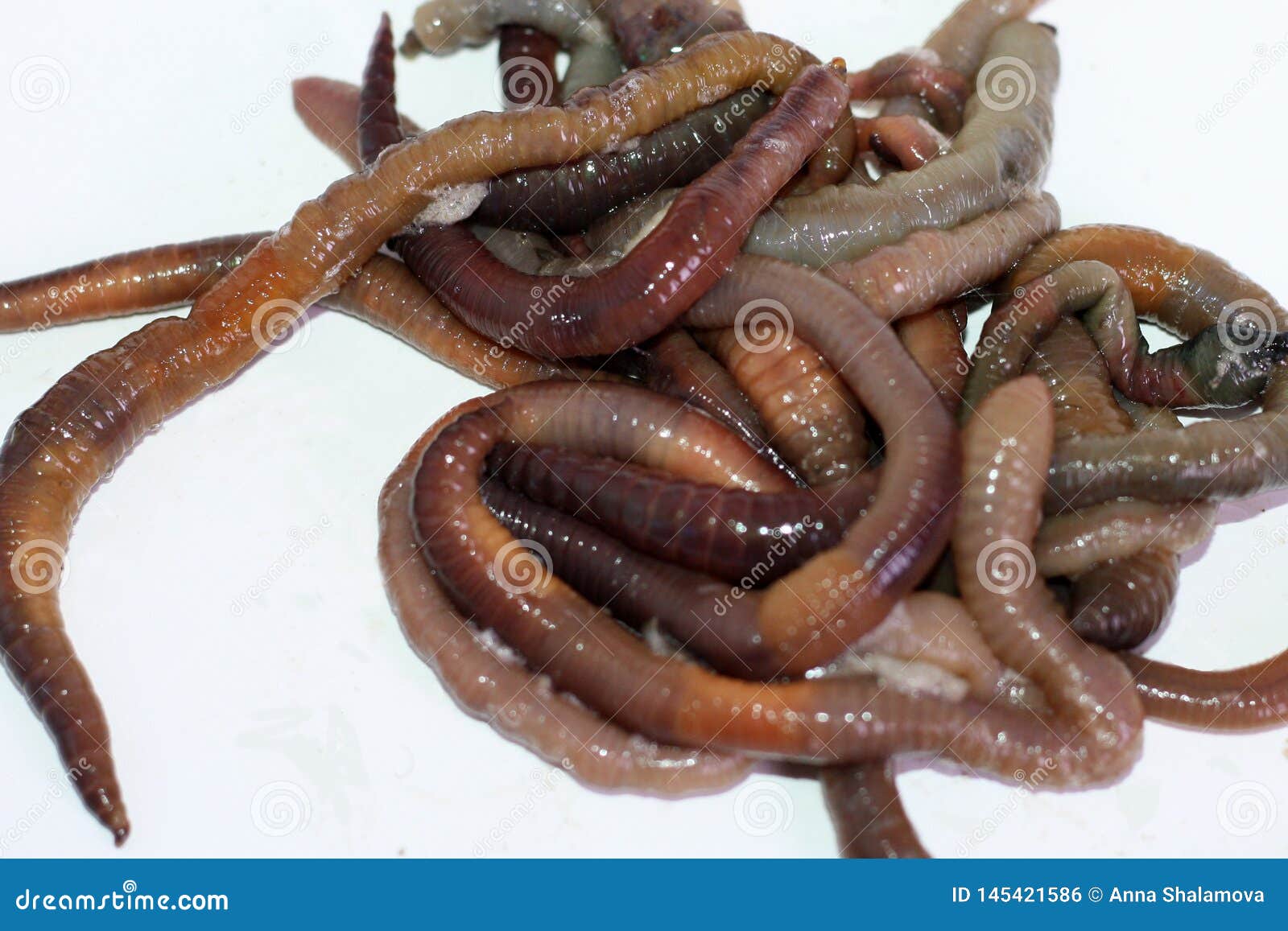 Macro Shooting of Red Dendrobaena Worms, Live Earthworm Bait for