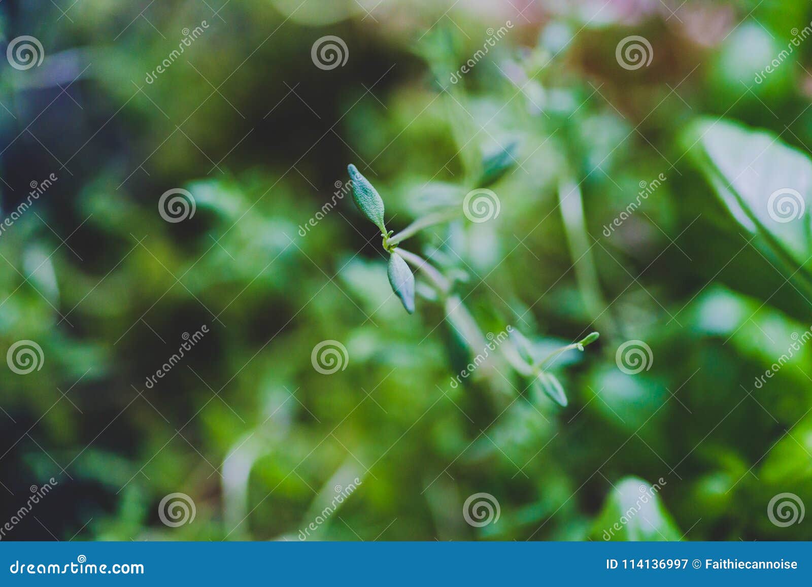 Macro Shot of Basil and Thyme Plants Shot at Shallow Depth of Field Stock Image Image of thyme