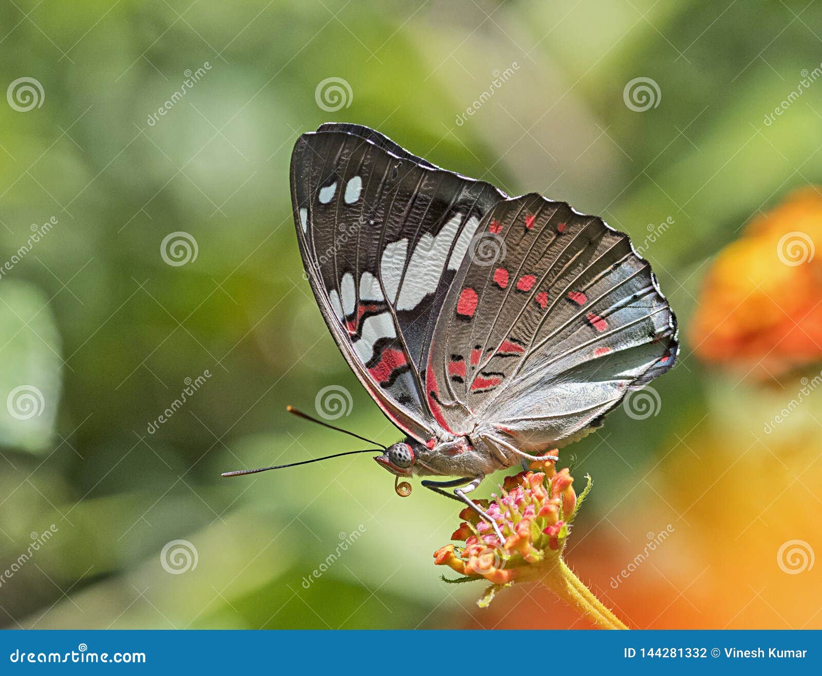 macro shot of beautiful euthalia lubentina gaudy baron butterfly