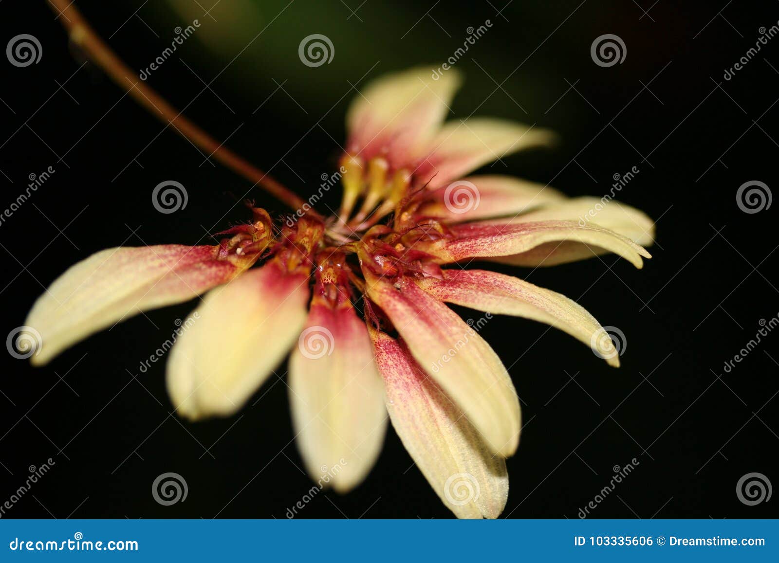 mantid looking flower