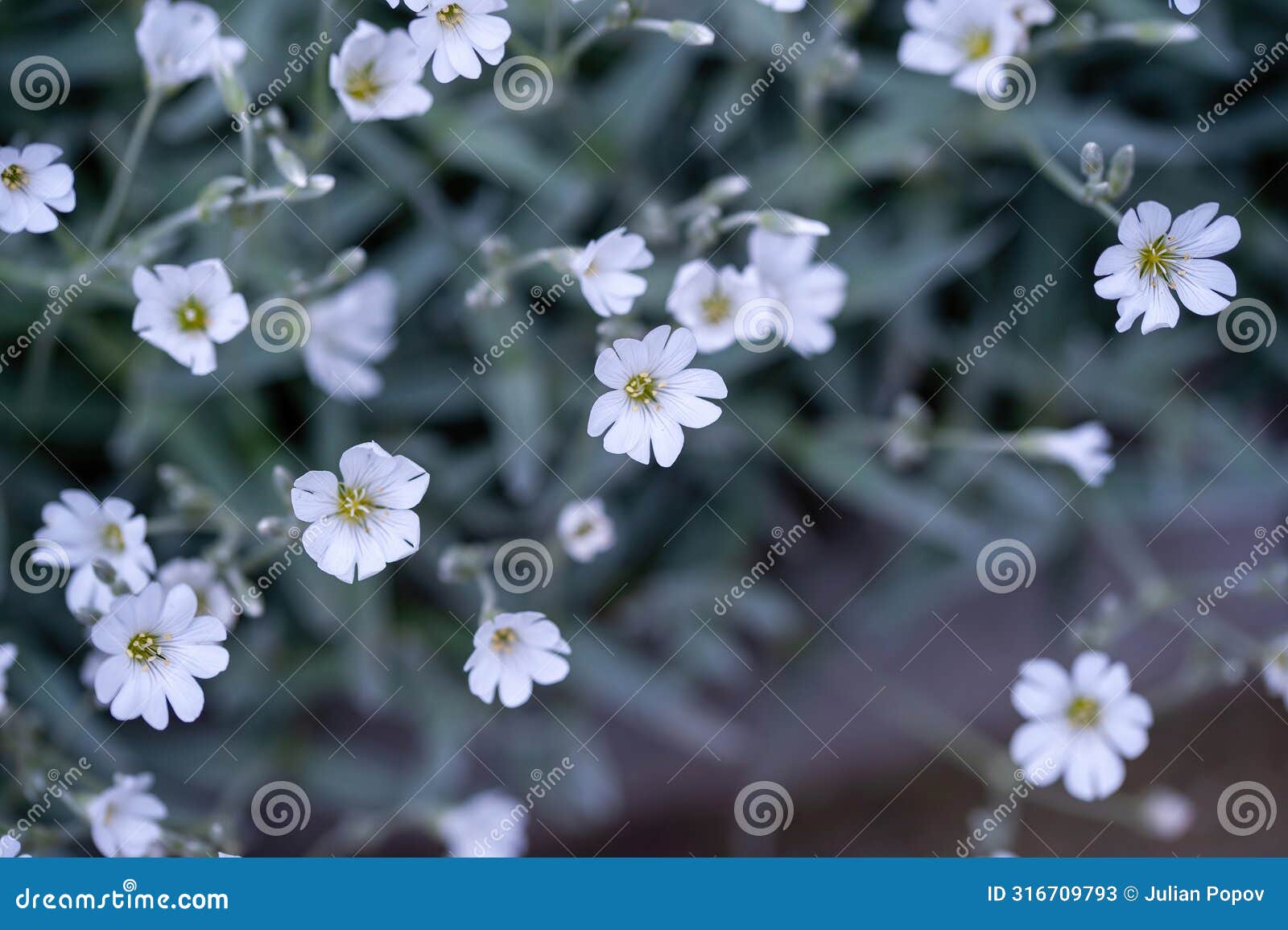 macro shot of boreal chickweed flowers cerastium biebersteini