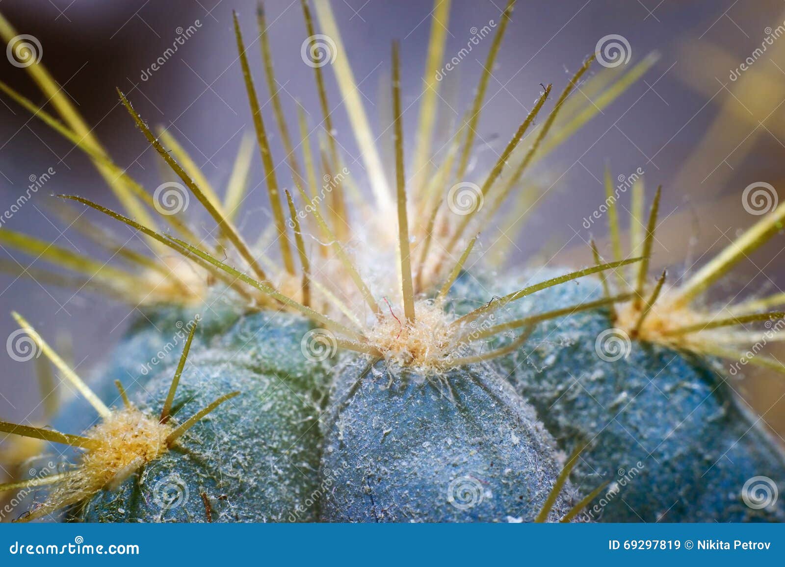 Macro Shot Of A Cactus Stock Image Image Of Spine Spines 69297819