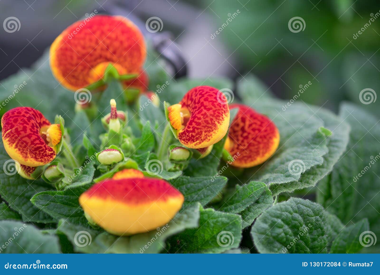 Orange Ladys Purse Slipper Flower Flower Stock Photo 749785522 |  Shutterstock