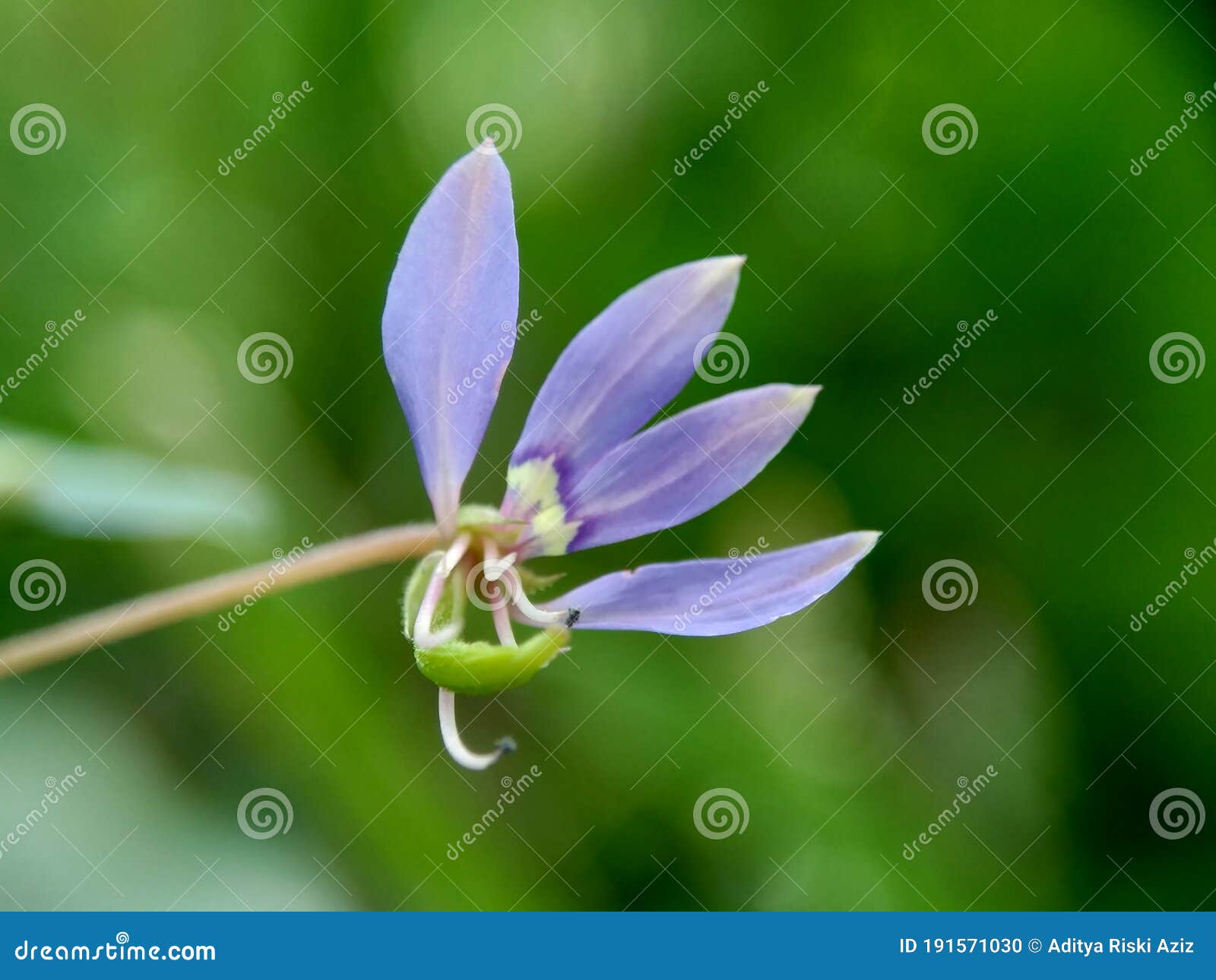 macro shot of cleome rutidosperma fringed spider flower, purple cleome, maman ungu, maman lanang with a natural background