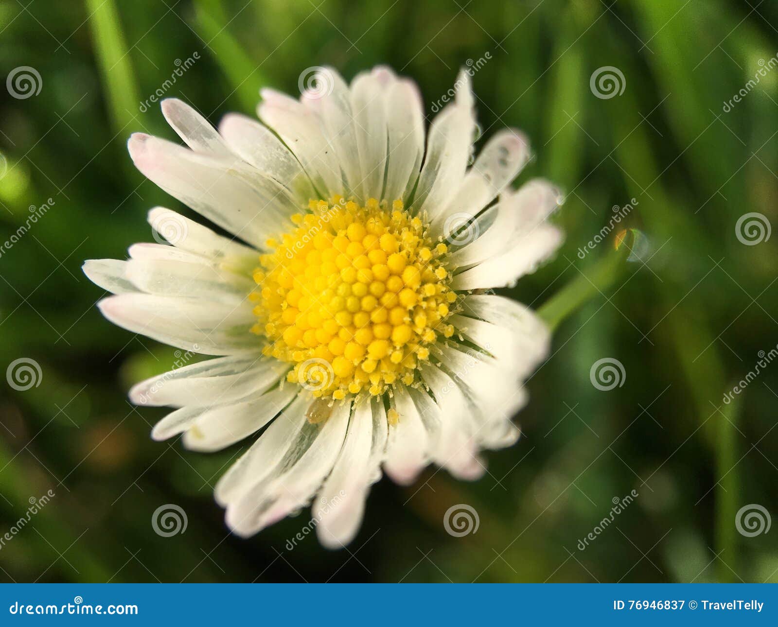 Macro Shot from Common Daisy Flower Stock Image - Image of flower