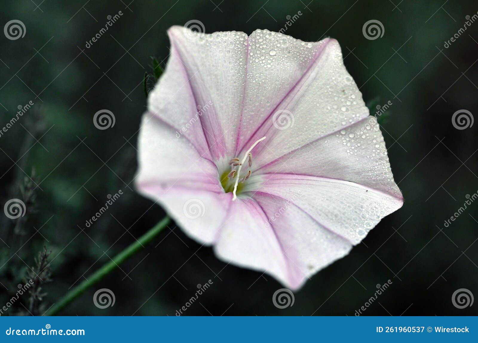 macro shot of a convolvulus cantabrica flower on a soft blurry background