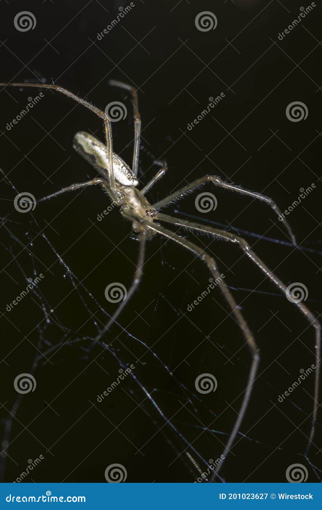 macro shot of a creepy spider with long sharp legs on the spider web