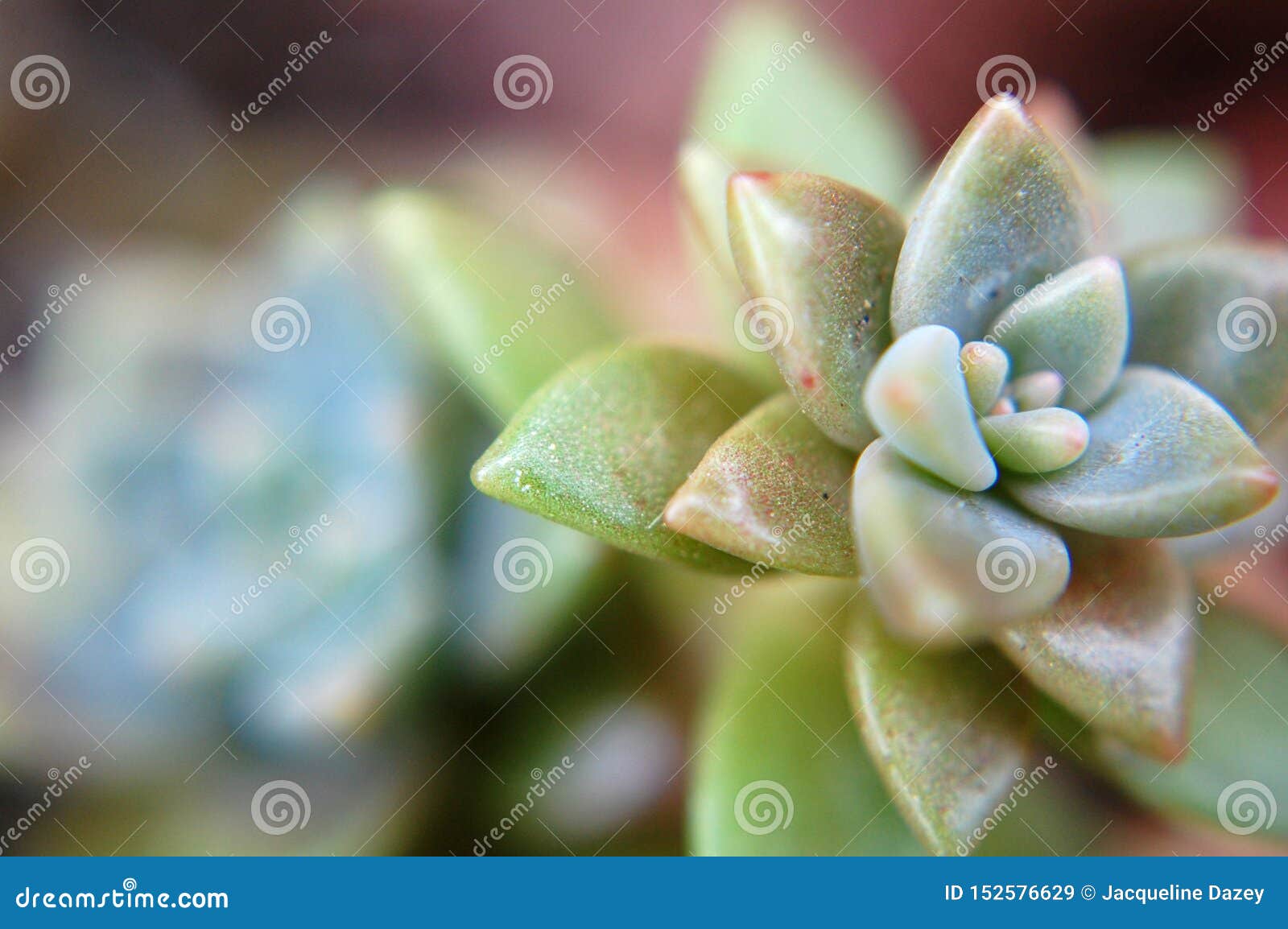 Macro Shot Of Cremnosedum Little Gem Stock Image Image Of Desert Succulent 152576629