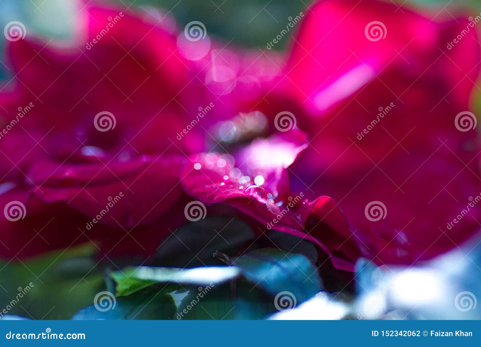 Macro Shot Of Dew Drops On Red Rose Petals Stock Photo ...