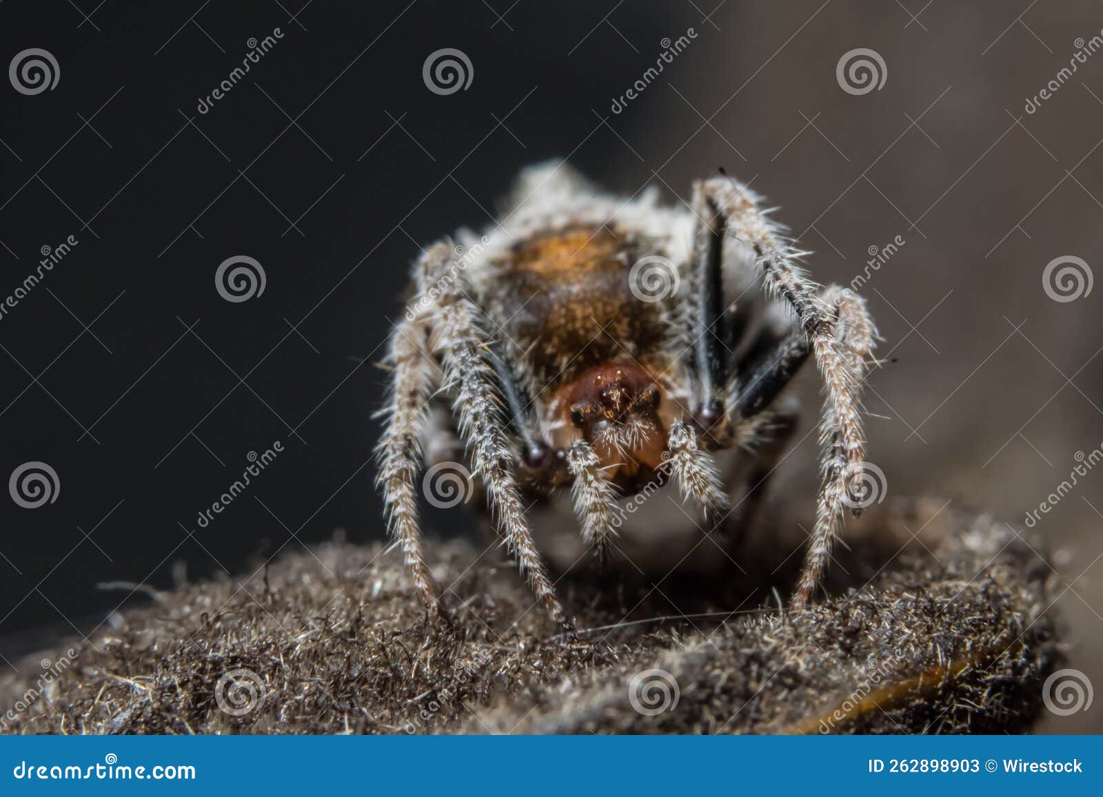 macro shot of a dolophones conifera, or a wrap-around spider