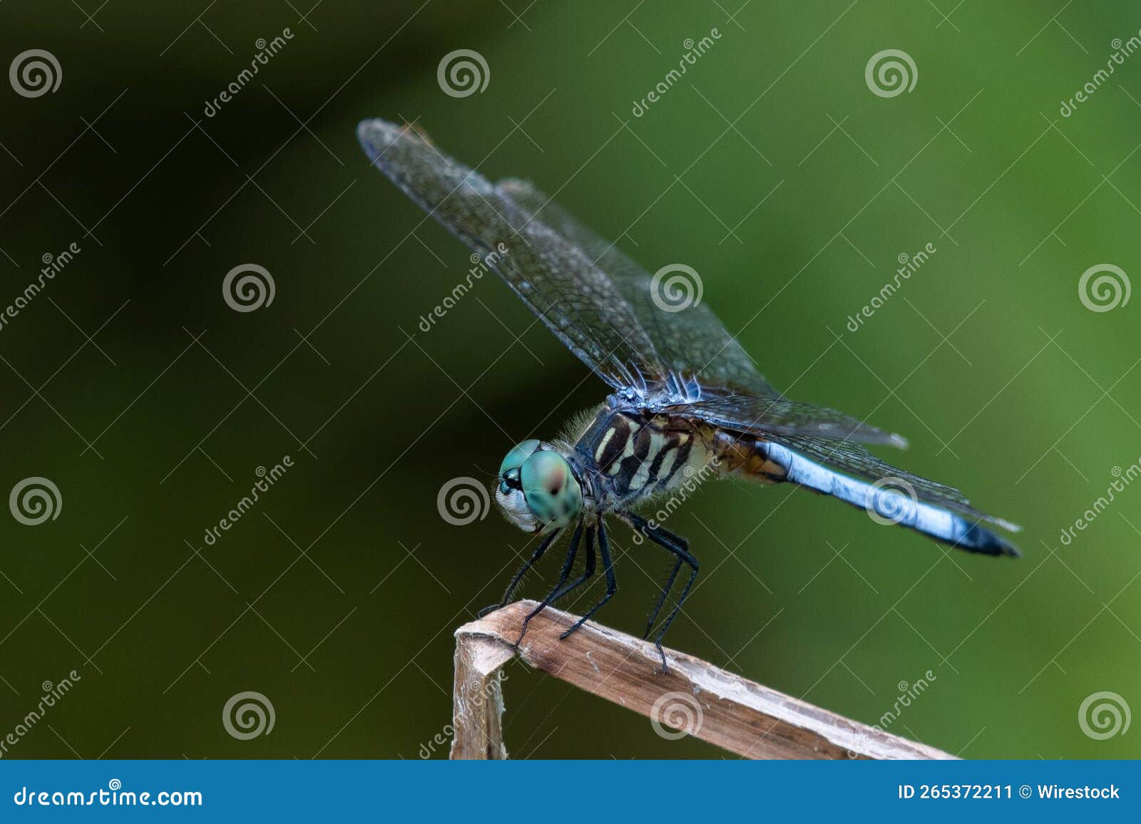 Macro Shot of a Dragonfly, an Insect Belonging To the Order Odonata