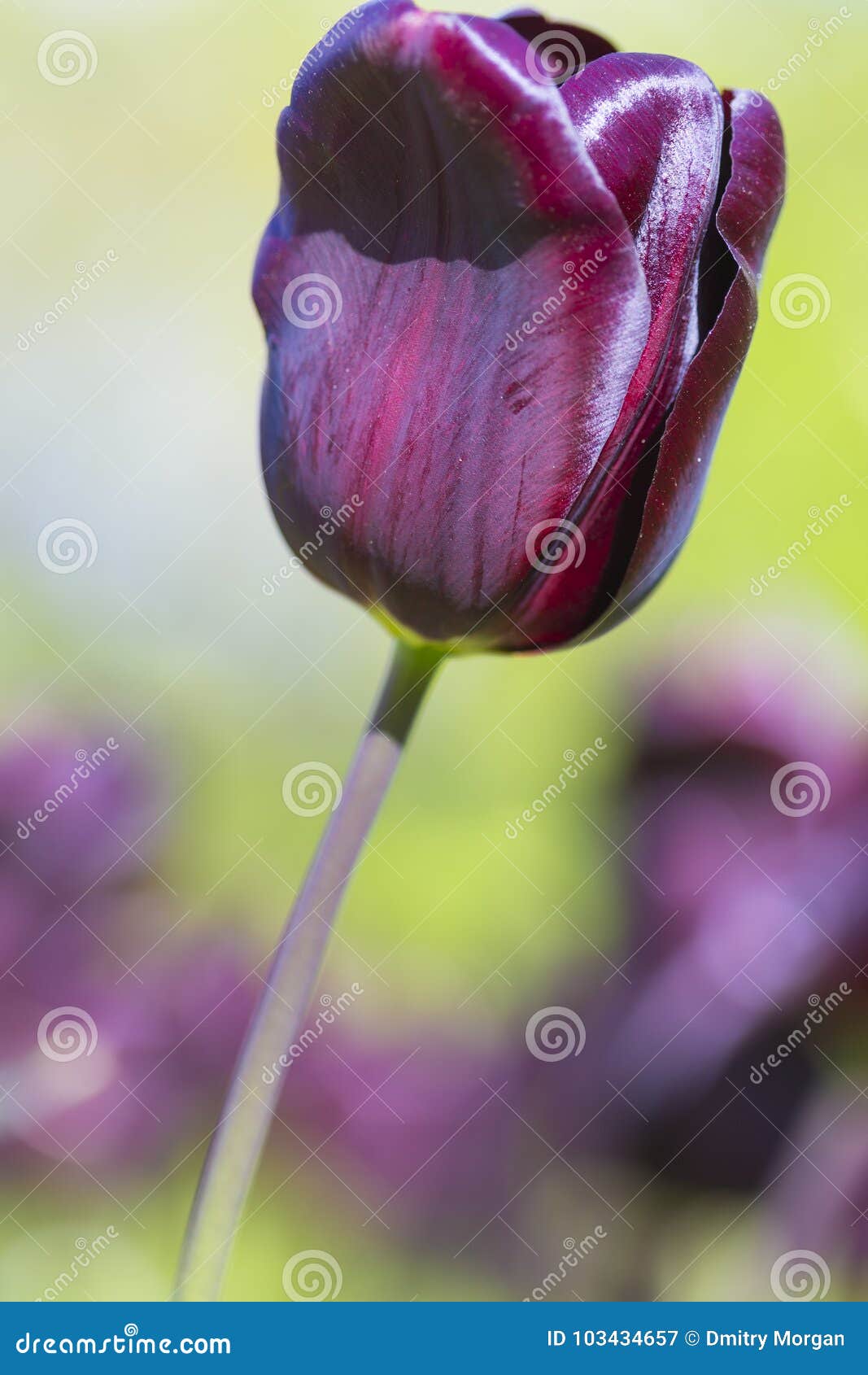 macro shot of dutch tulips of rubra sort