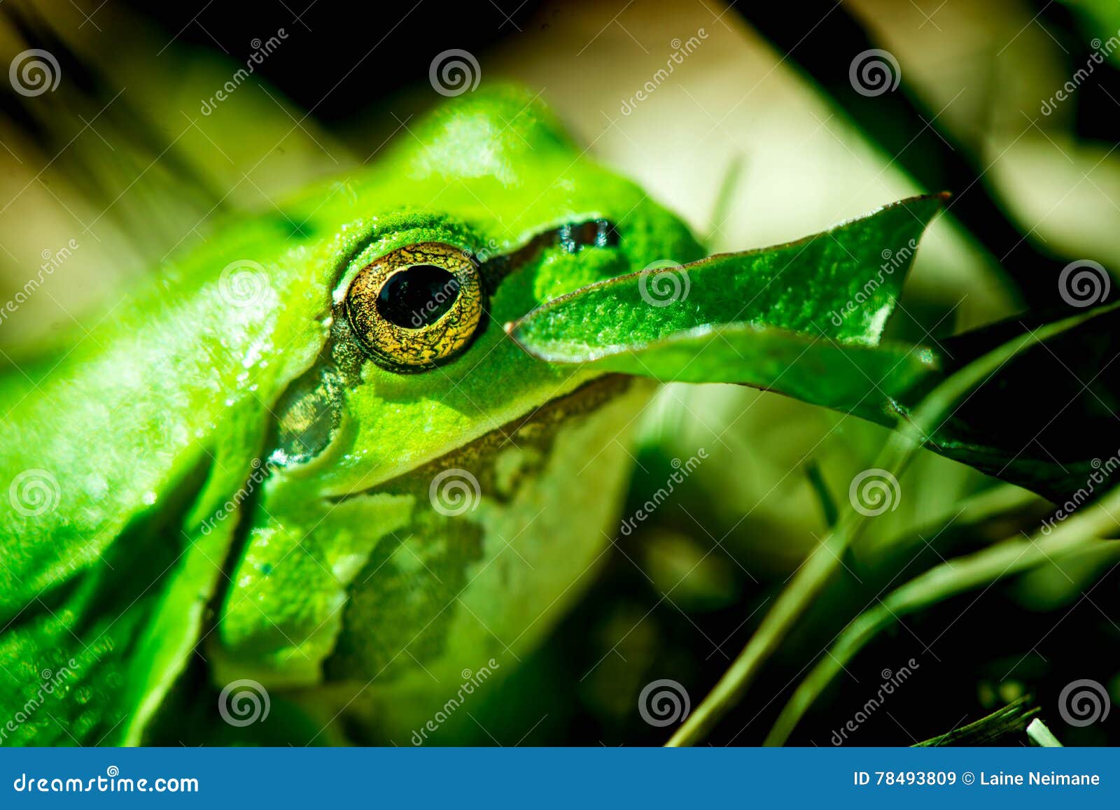 Premium Photo  Little green frog hiding in the grass