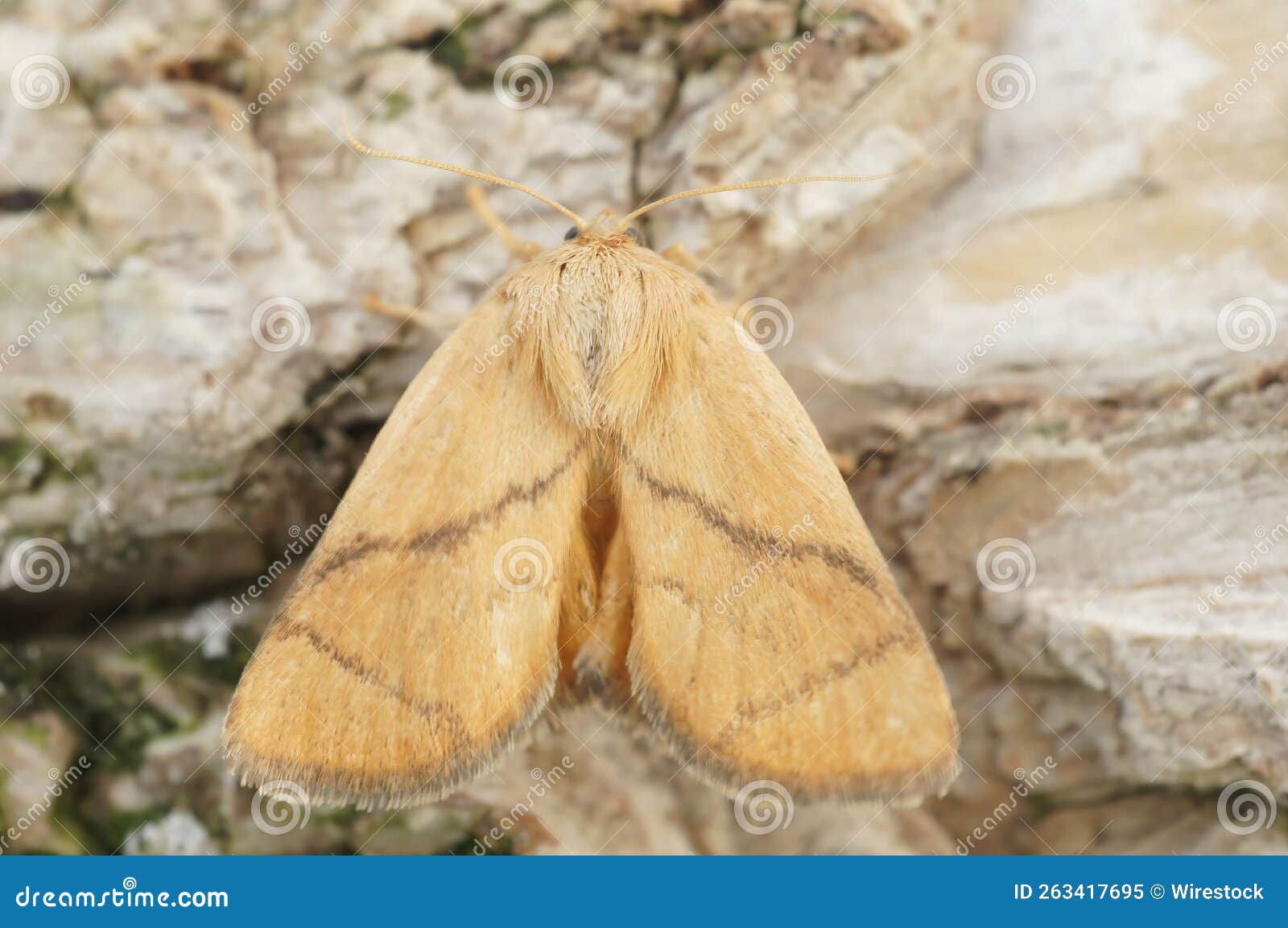 macro shot of festoon moth (apoda limacodes)