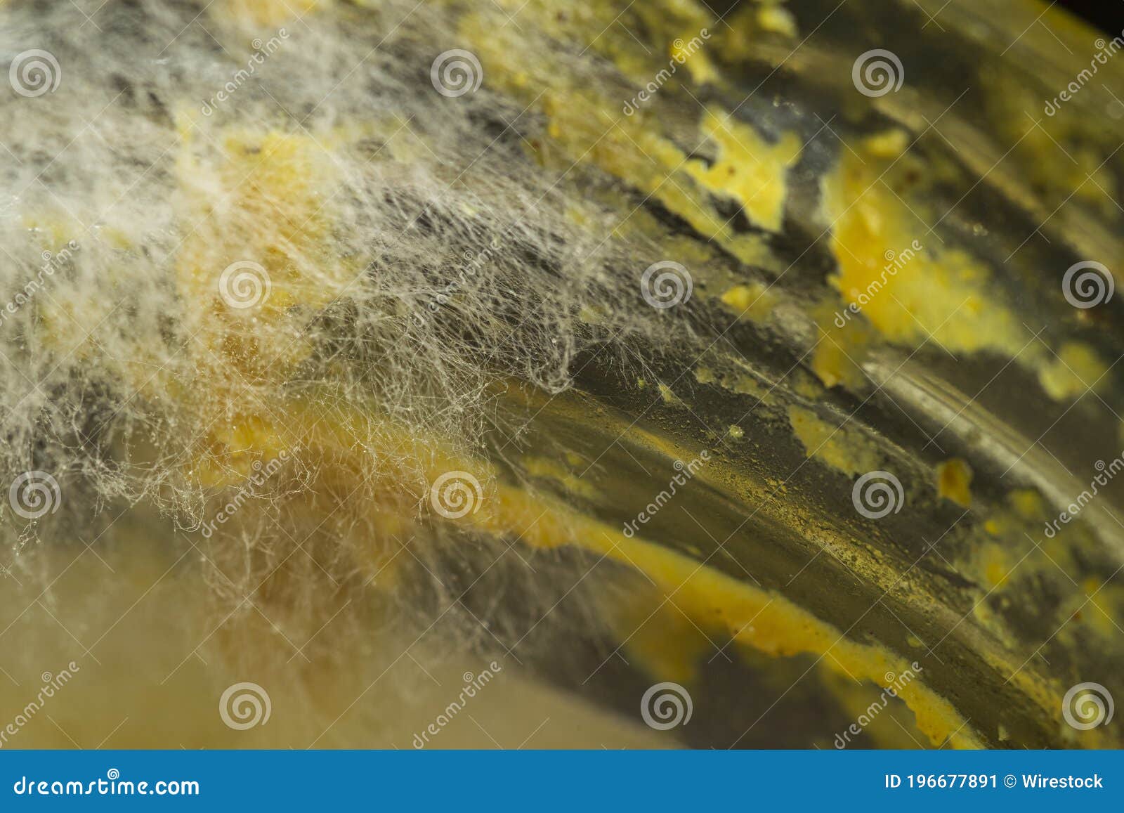 Macro Shot of Fungi Growing on Expired Curry Under the Lights Stock