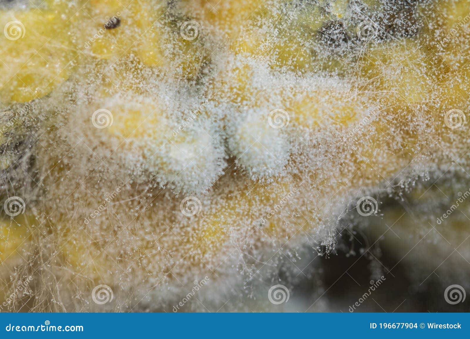 Macro Shot of Fungi Growing on Expired Curry Under the Lights Stock