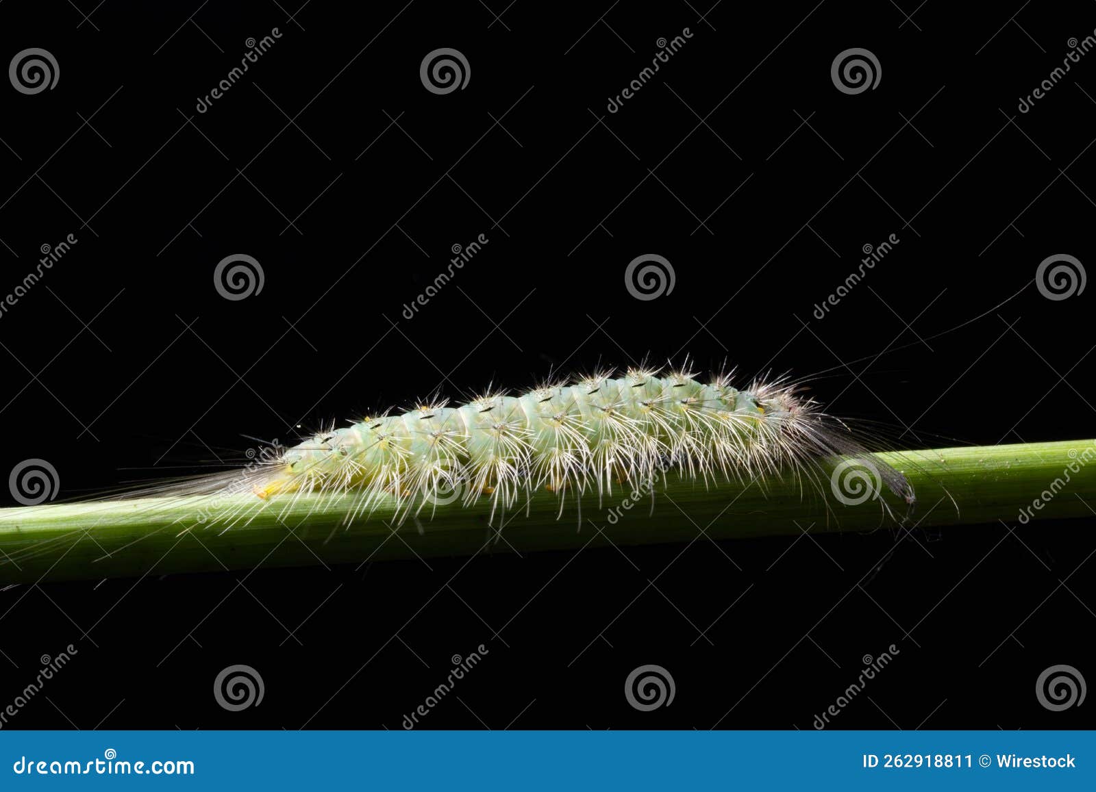 Macro Shot of a Hairy Caterpillar on a Stem Stock Image Image of