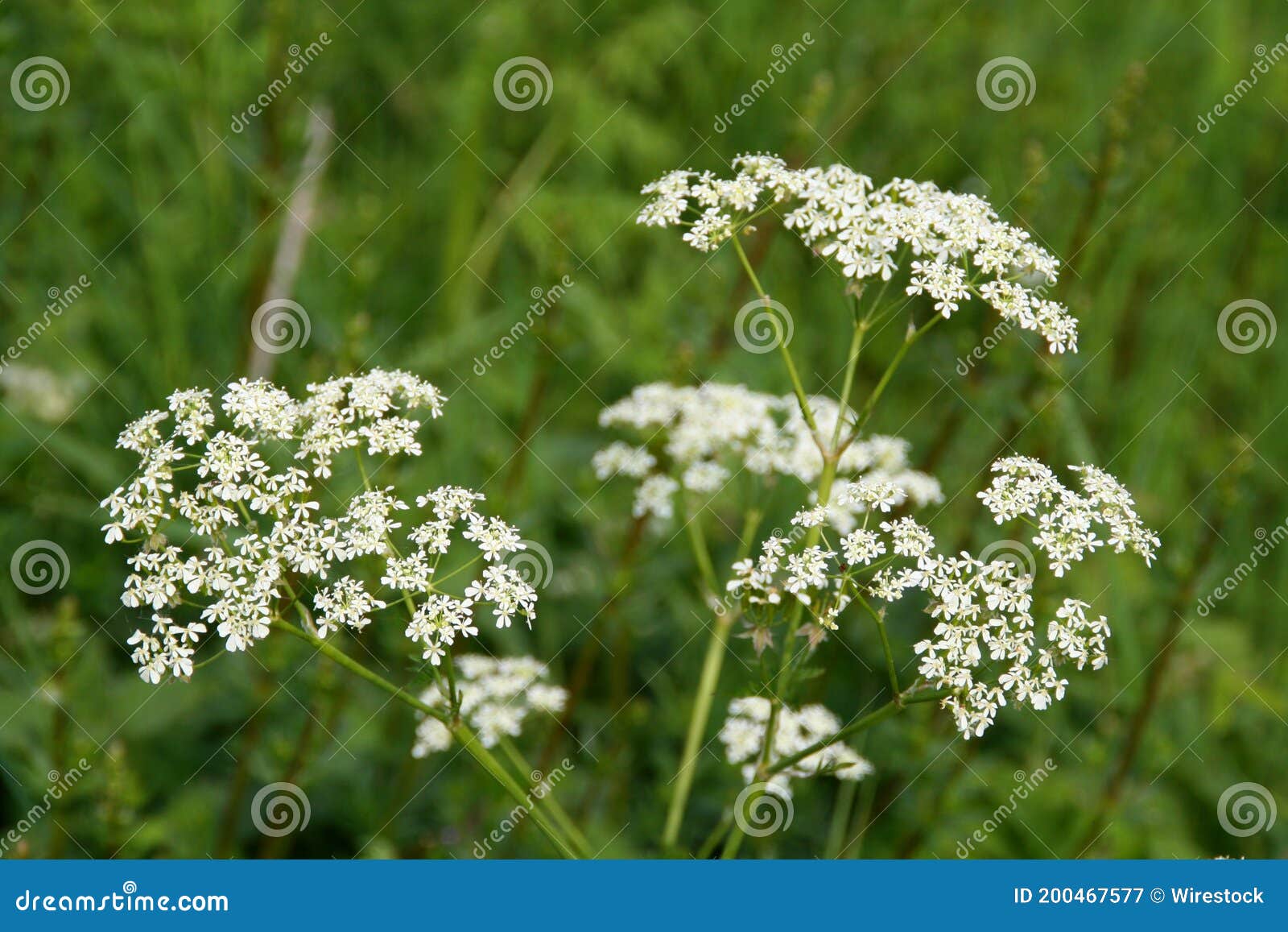 Macro Shot of a Hemlock Plant Growing in a Garden Stock Image Image