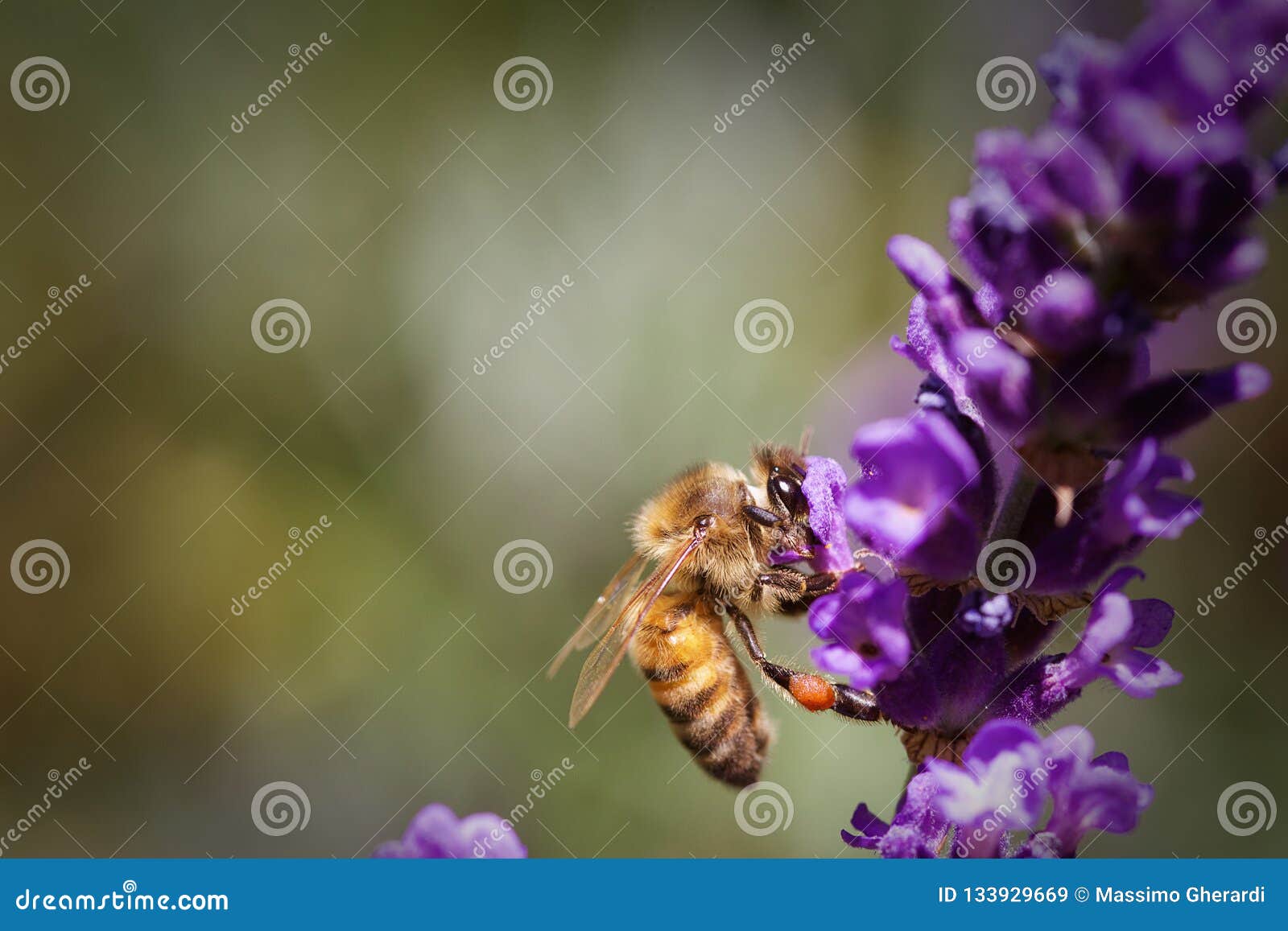 honey bee pollinating a lavender flower