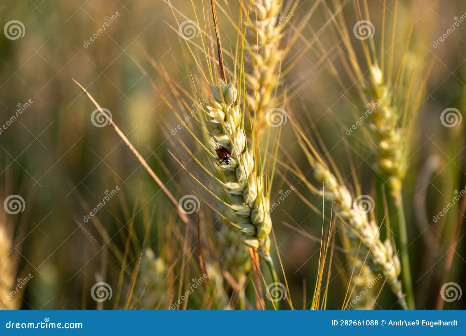 Macro Shot of Ladybug on Barley Stock Photo Image of cloud, barley