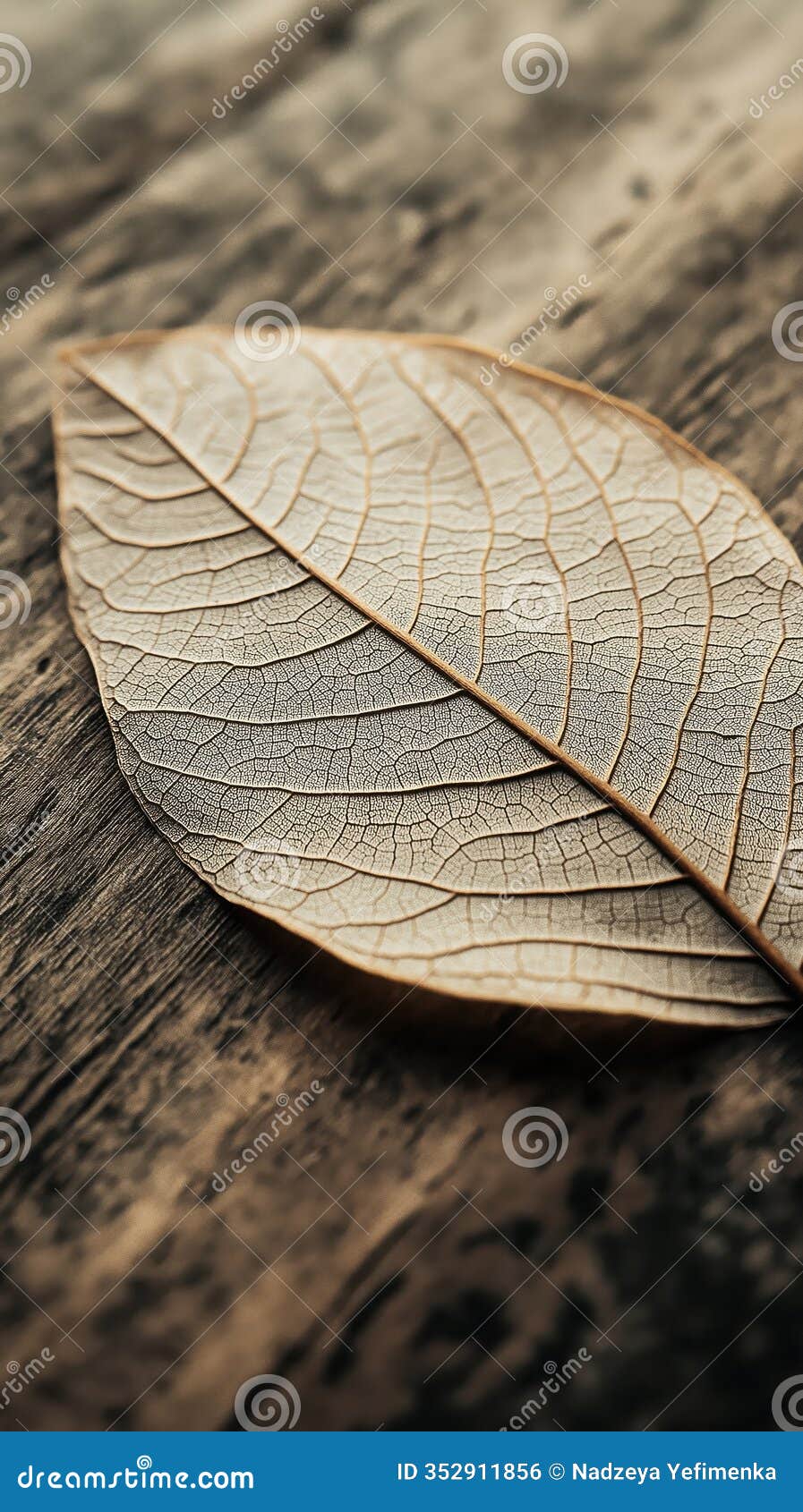 macro shot of leaf with intricate veins on rustic wooden surface showing delicate texture calm mood copyspace concept of nature,