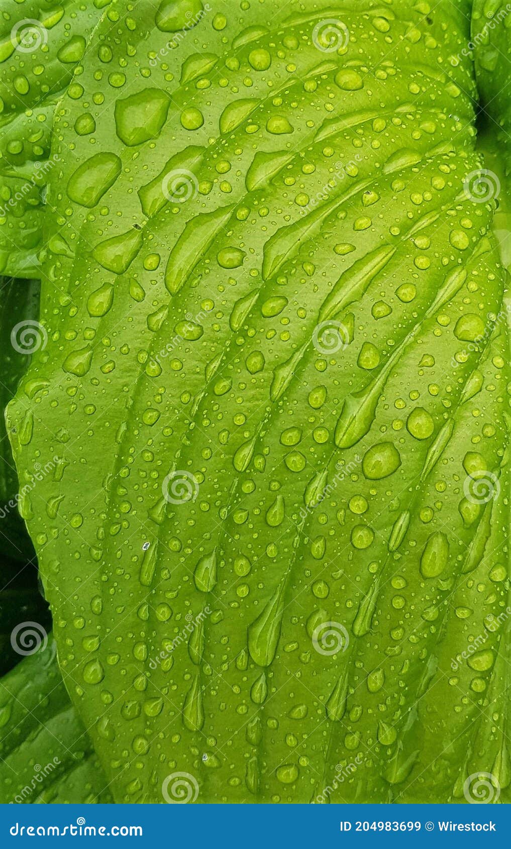 macro shot of the left part of an august-lily leaf covered with water droplets