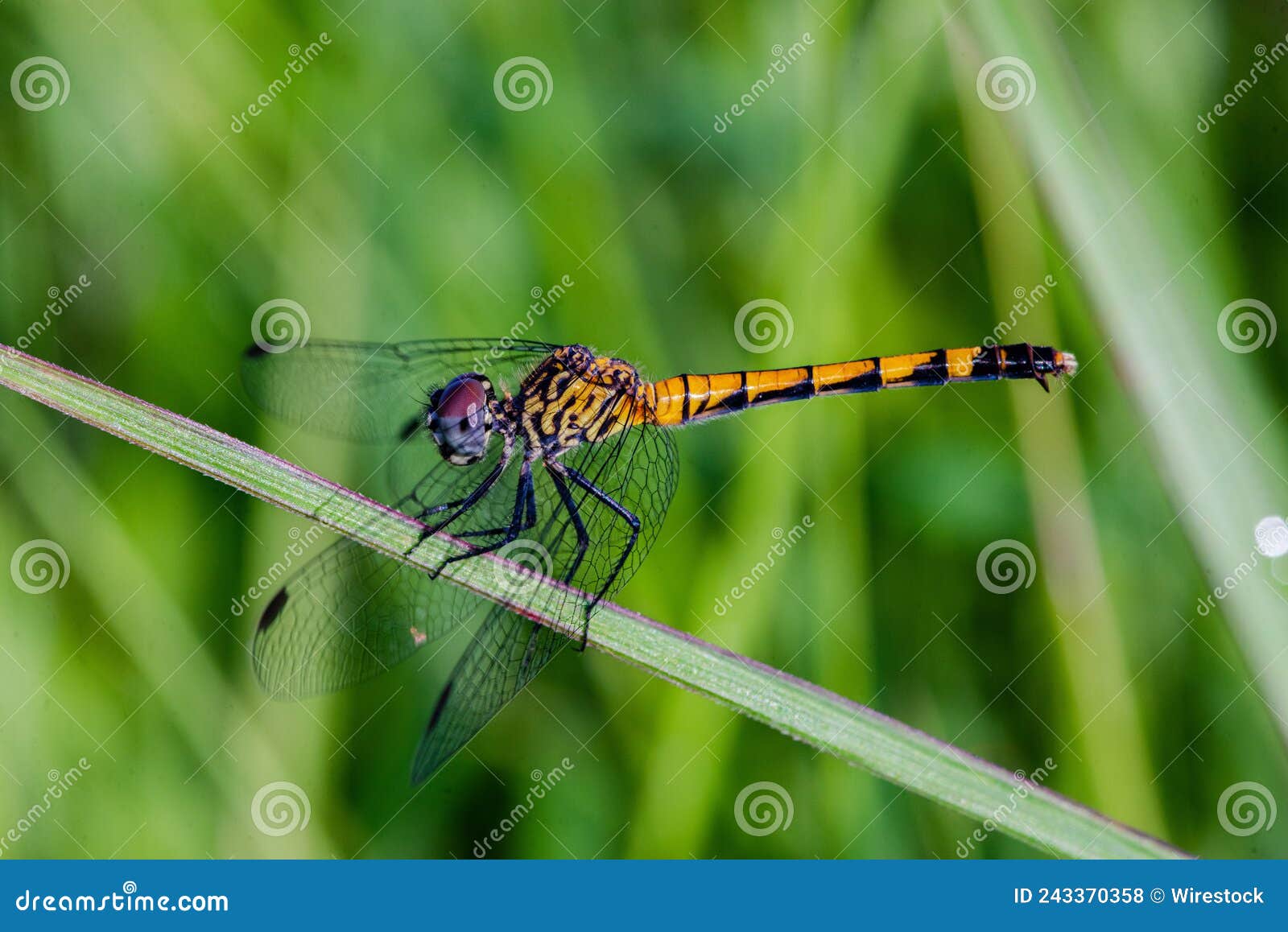 macro shot of libelula (dragonfly) approaching a plant