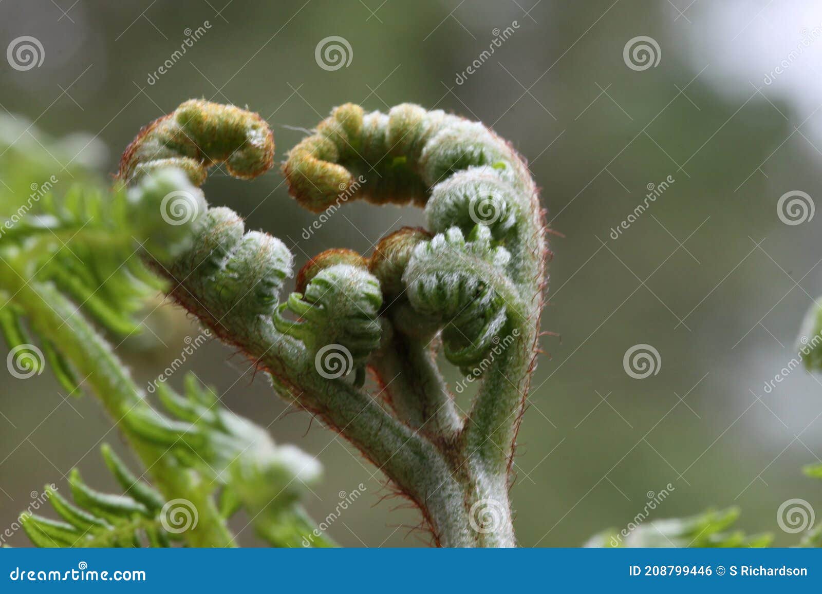 macro shot of male fern