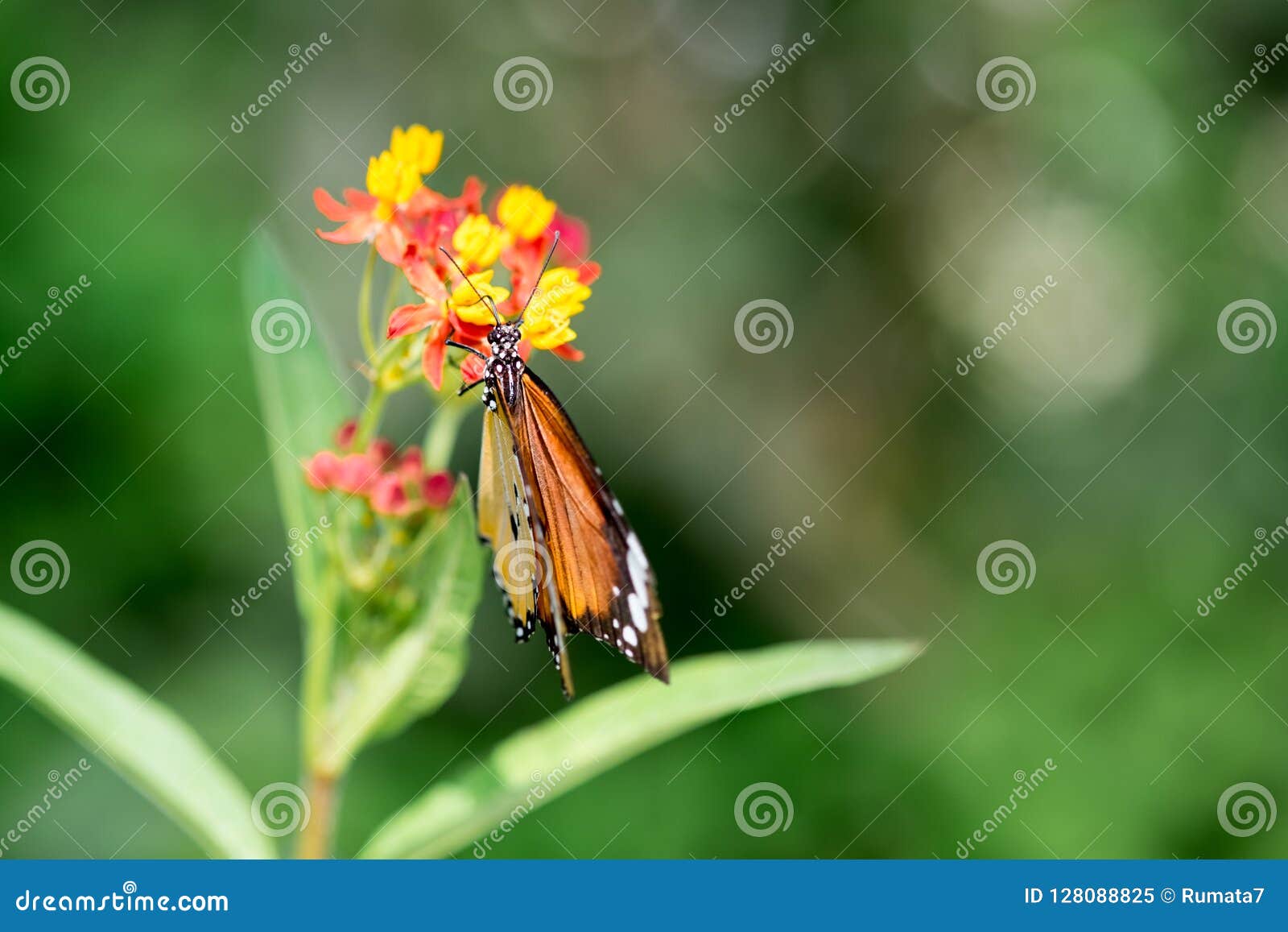 Macro Shot of Monarch Butterfly Stock Image Image of camouflage