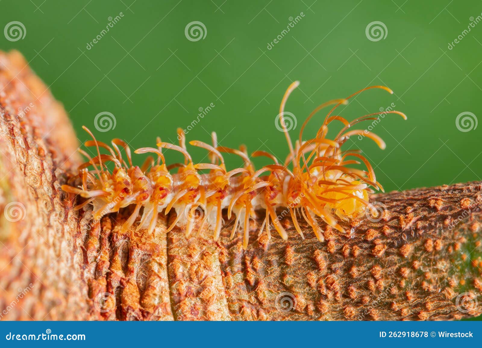 Macro Shot of a Myriapoda on a Branch Stock Photo Image of centipede