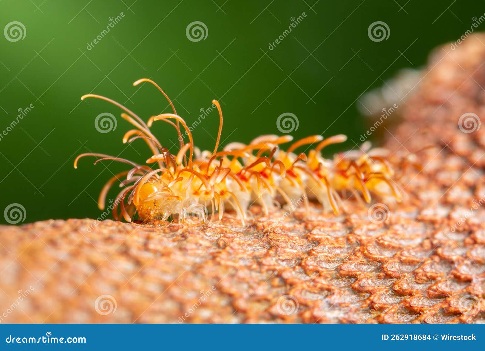 Macro Shot of a Myriapoda on a Branch Stock Photo Image of nature