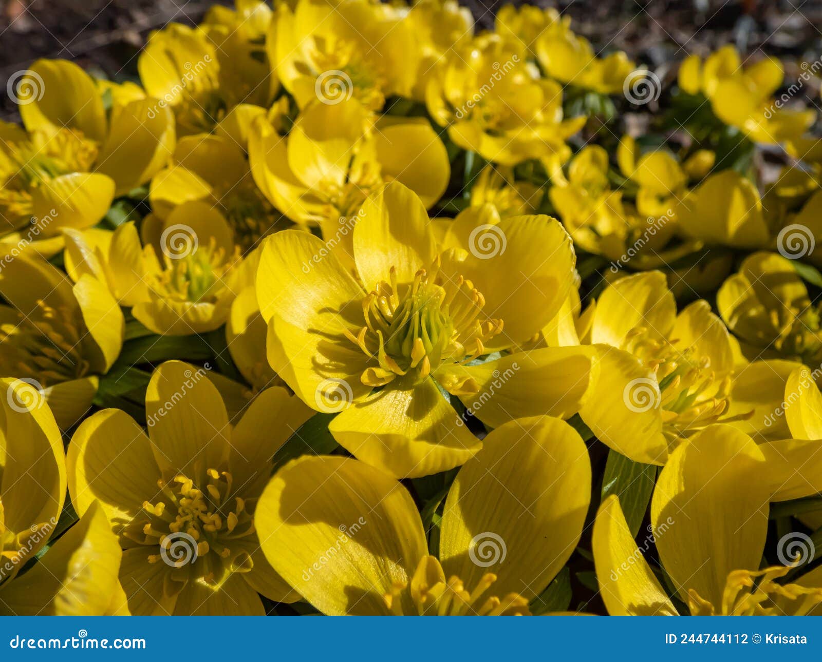 macro shot of open blooms of very early yellow spring flowers - cultivar of winter aconite eranthis tubergenii `guinea gold` i