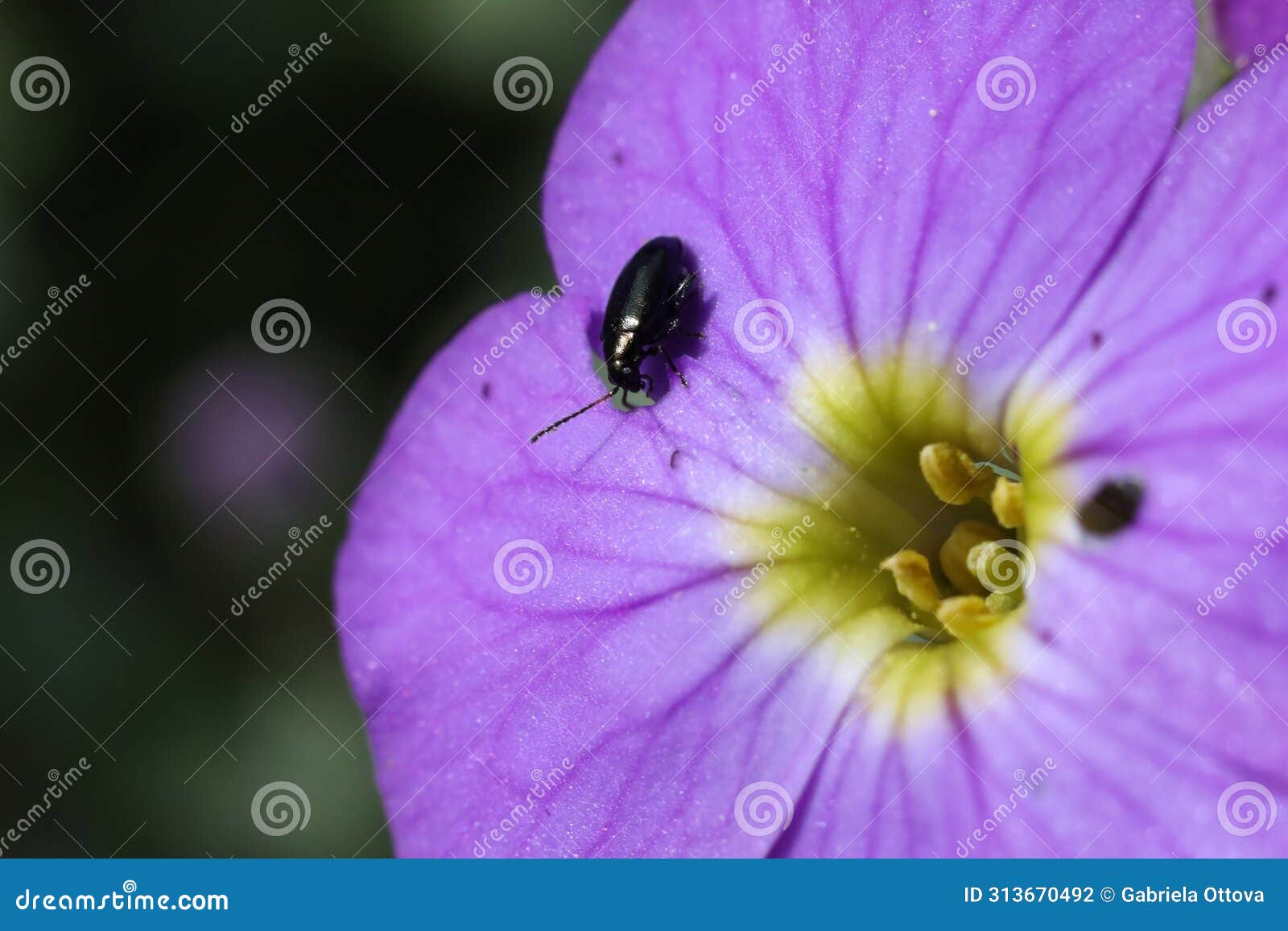 phyllotreta cruciferae on purple aubrieta flower