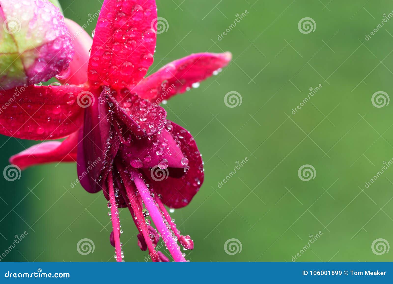 Pink Fuchsia Flower in Bloom Stock Image - Image of outdoor, drops ...