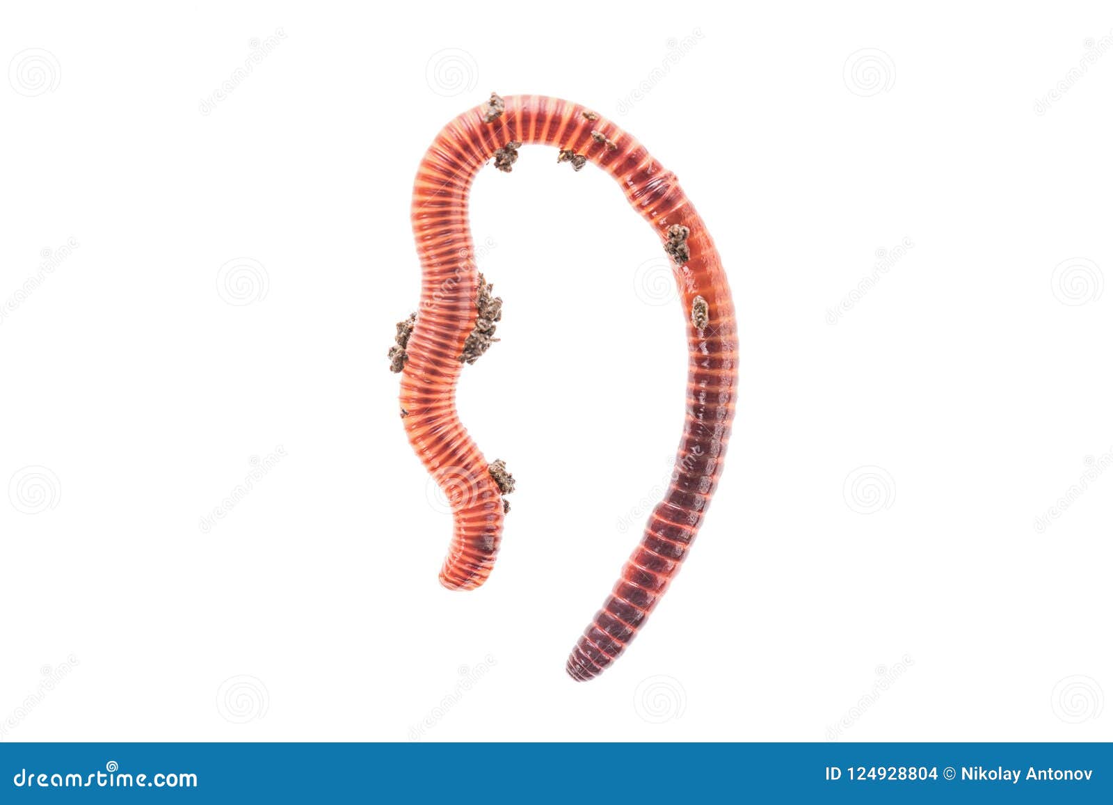 download live red worms download live red worms