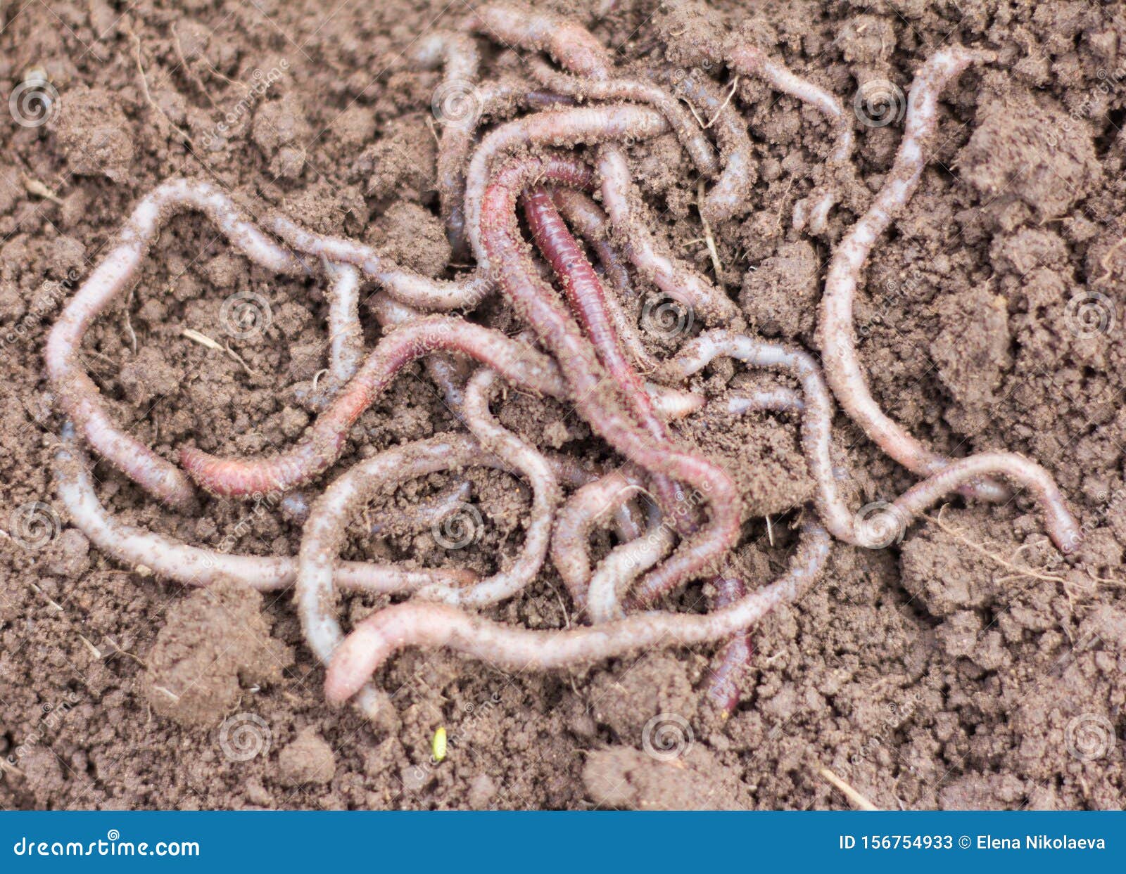 245 Red Manure Worms Background Stock Photos - Free & Royalty-Free Stock  Photos from Dreamstime