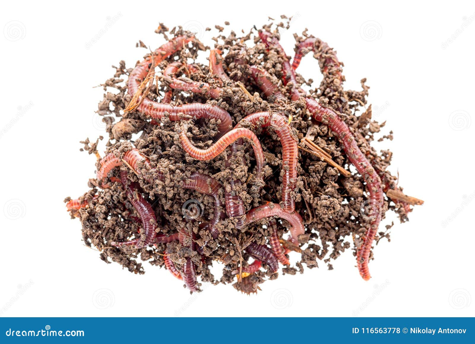 Macro Shot of Red Worms Dendrobena in Manure, Earthworm Live Bait