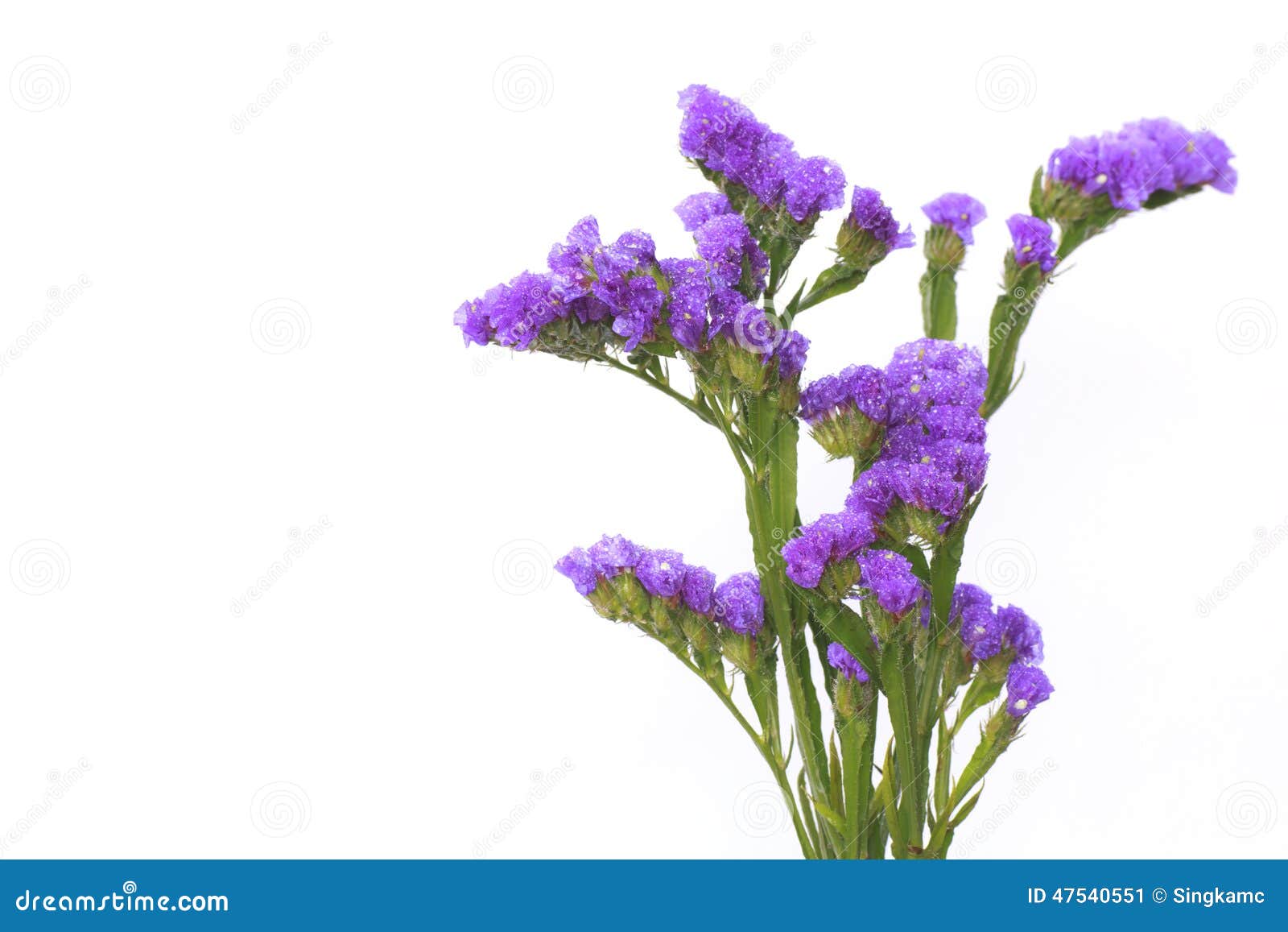 Macro Shot of Statice Flowers Isolated on White Background. - St Stock ...