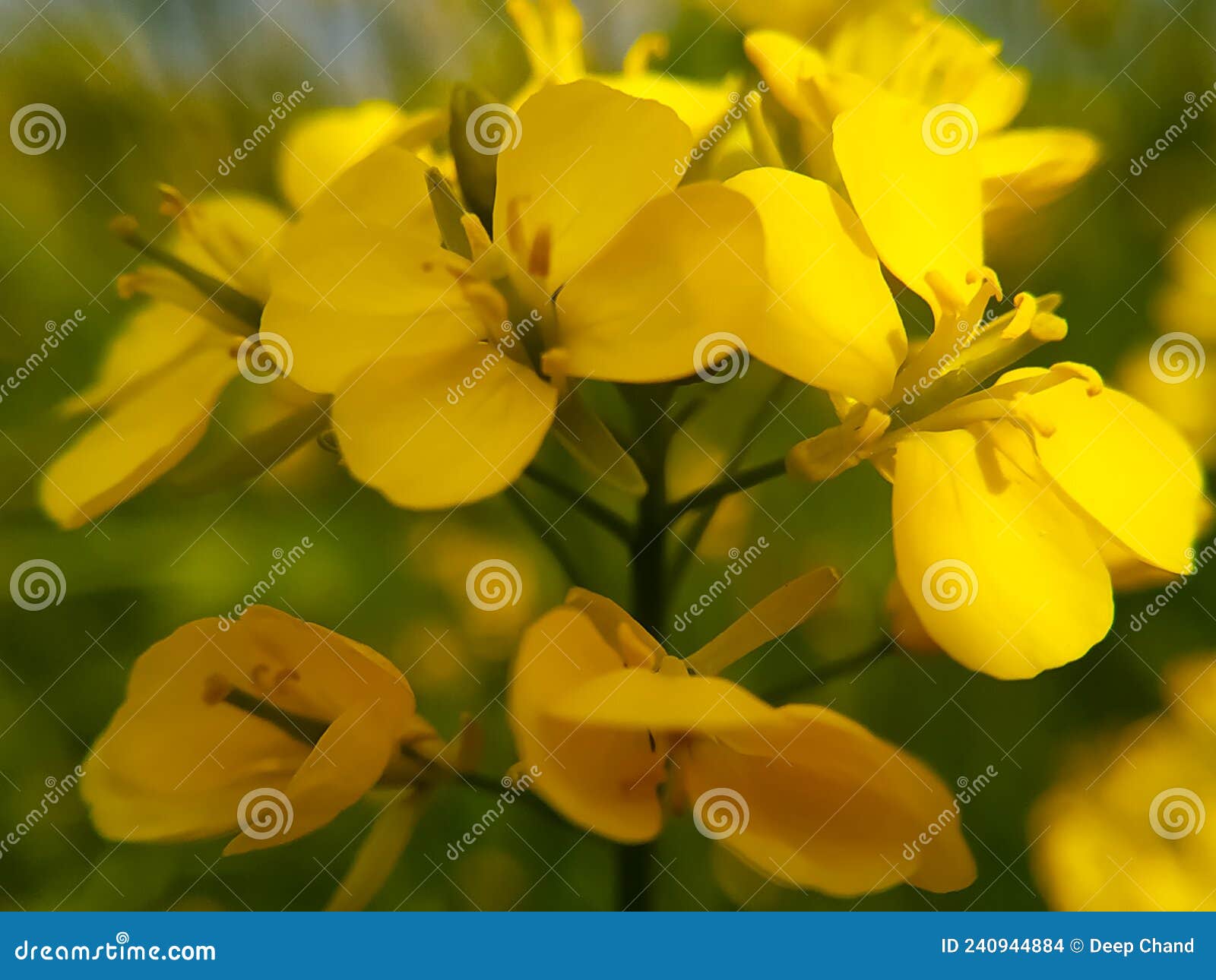 Macro Shot of a Sweet Mustard Flower Stock Photo Image of addible