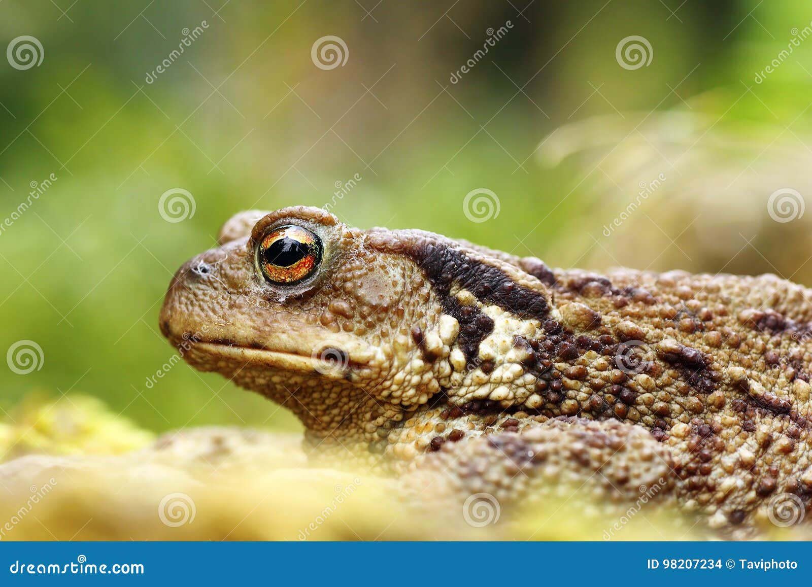 Macro Shot of Toxic Common Brown Toad Stock Photo Image of background