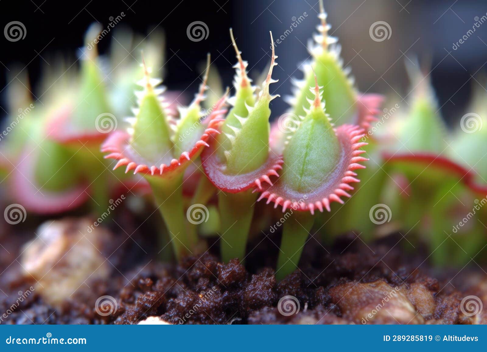 Macro Shot of Venus Flytraps Teethlike Structures Stock Image Image