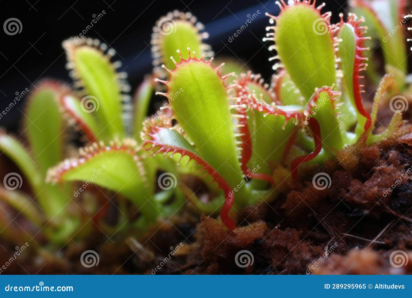 Macro Shot of Venus Flytraps Teethlike Structures Stock Image Image
