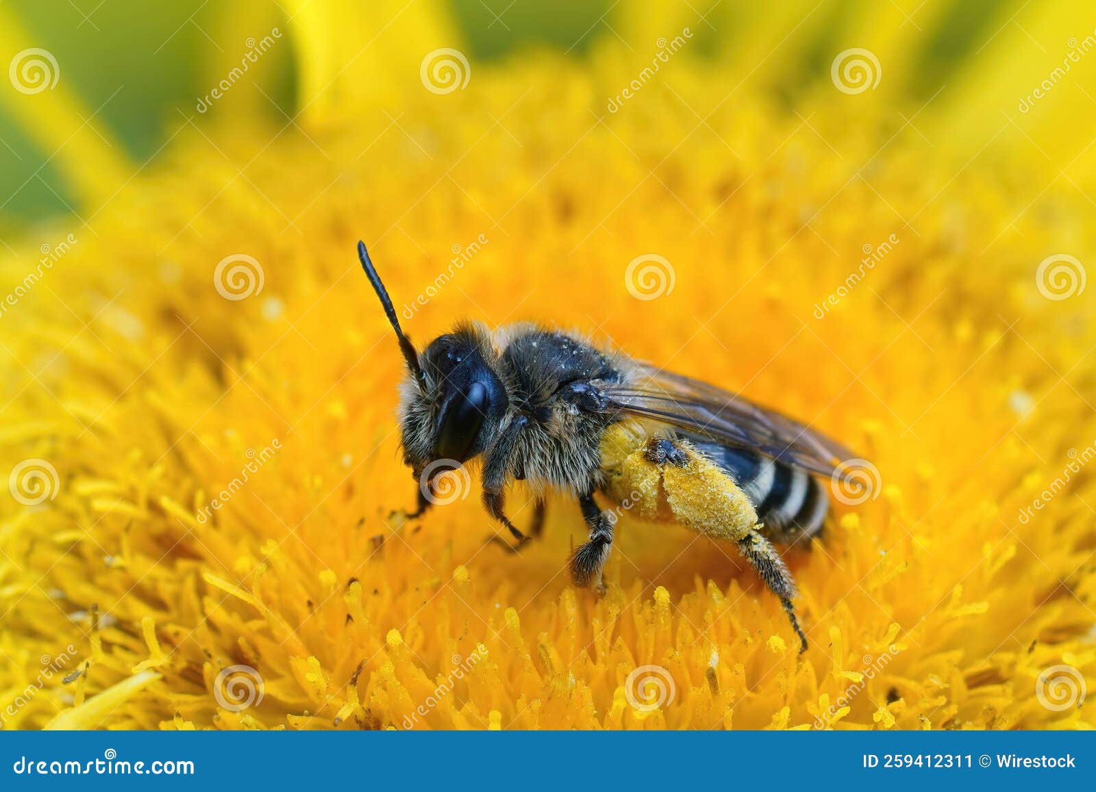 macro shot of white-bellied mining bee (andrena gravida) collecting pollen from inula flower