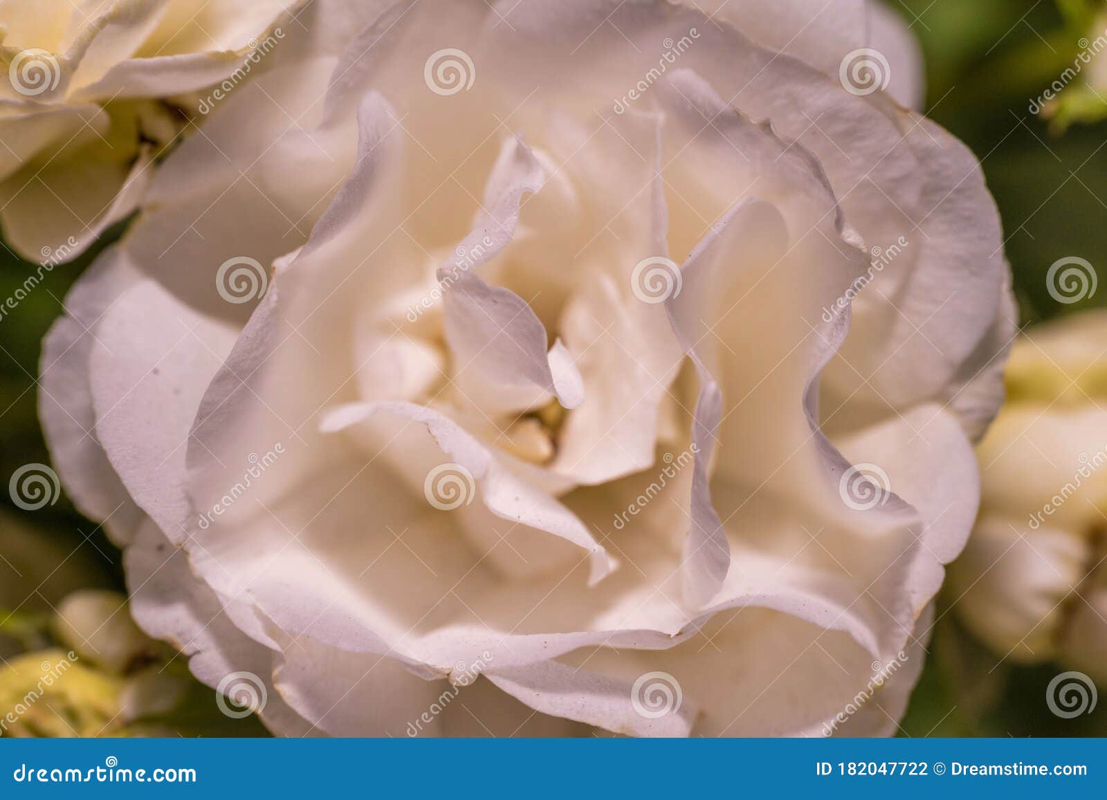 A Macro Shot of White Rose with Pink Edges Stock Photo Image of flora
