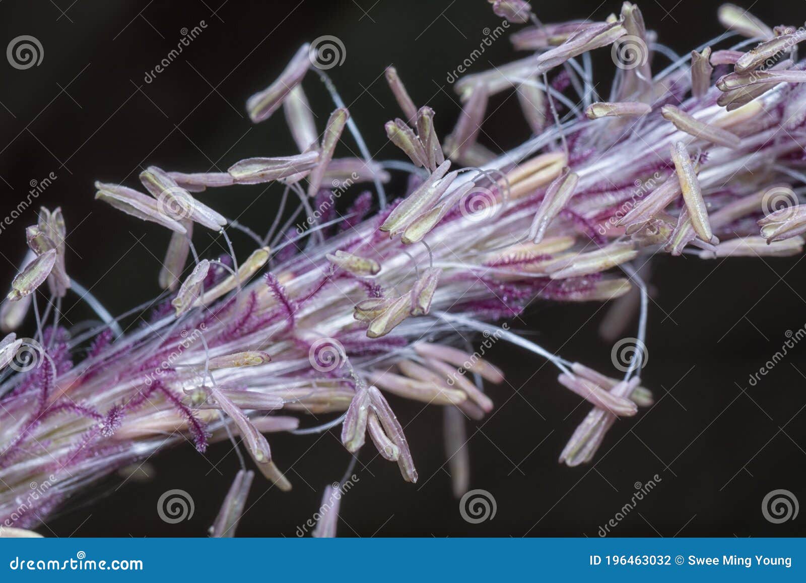 macro shot of the blady asian grass flower.