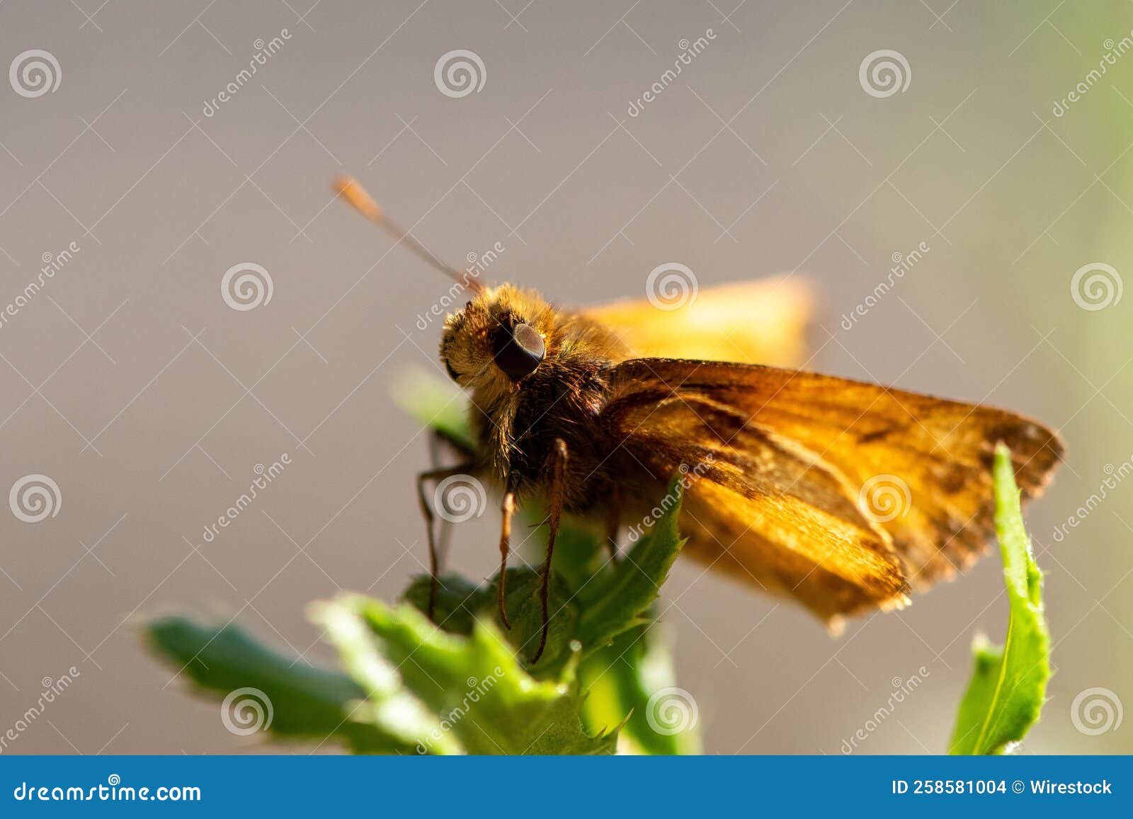 macro shot of a woodland skipper butterfly (ochlodes sylvanoides) with yellow spots