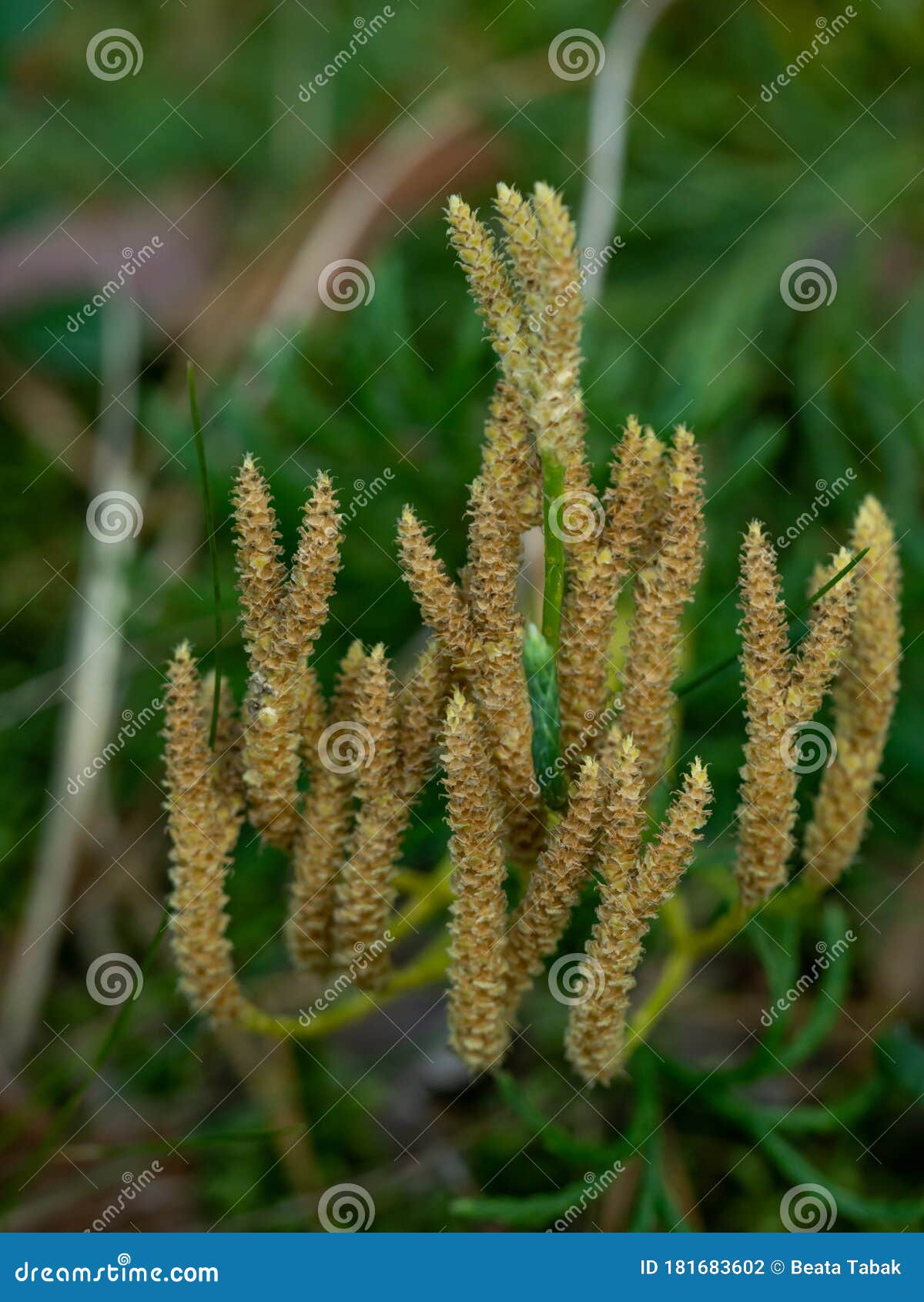 macro shot of yellow forest saprophyte. selective focus.