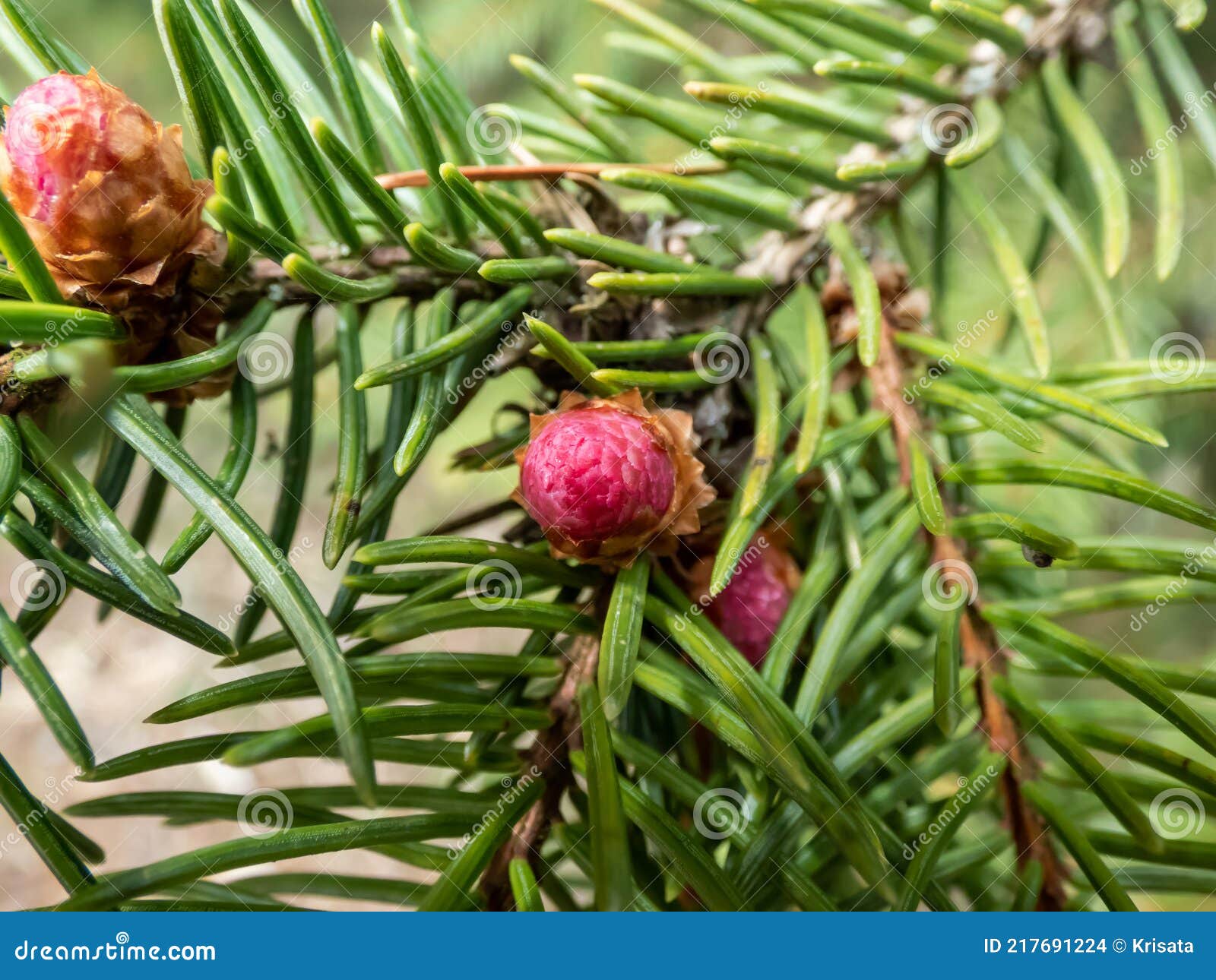 Macro Shot of Young Pink Cone Buds on a Branch of Spruce Tree in Spring